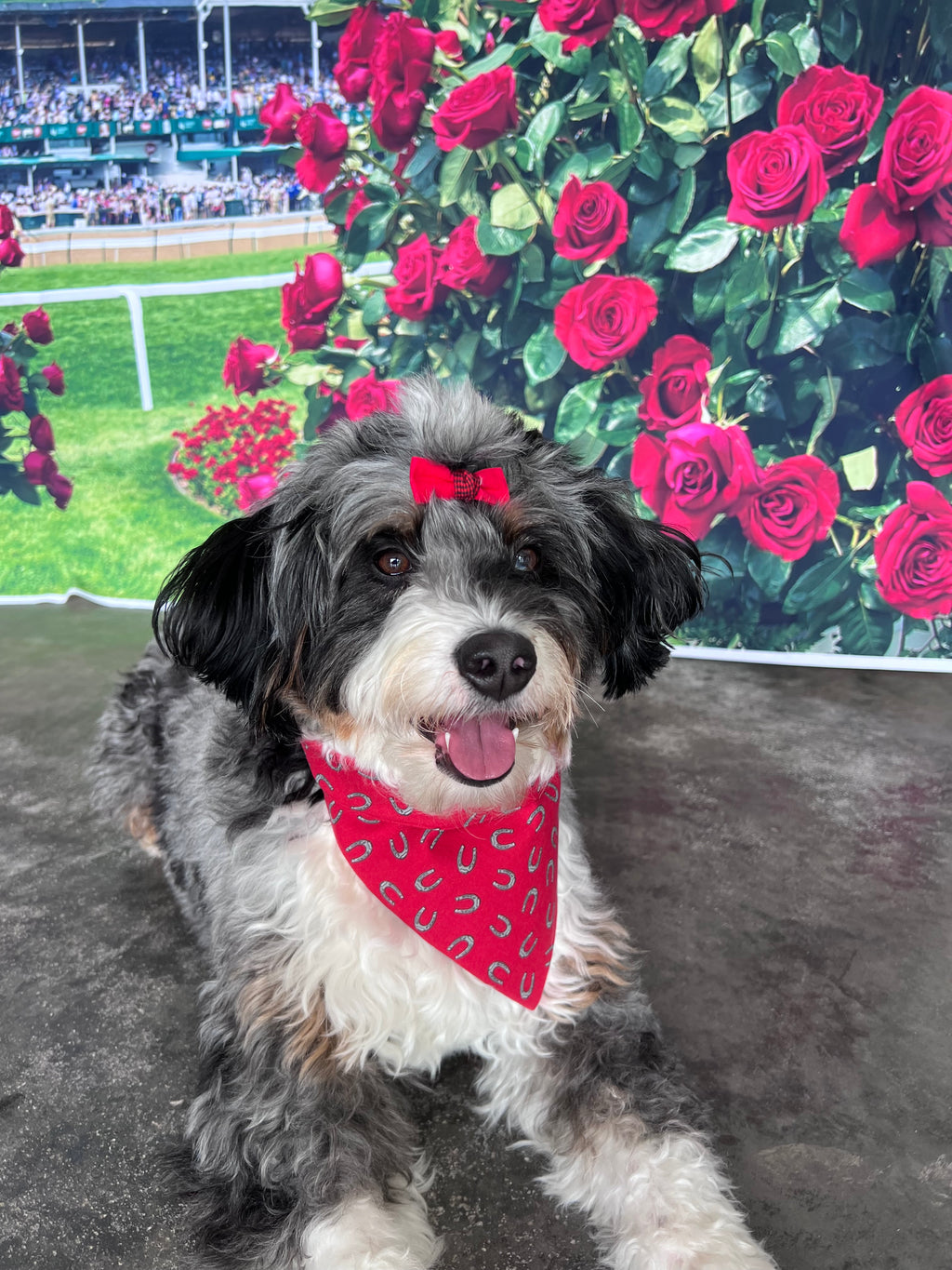 Horseshoe Red Derby Dog Bandana or Bow Tie : Scrunchie, Kentucky Derby