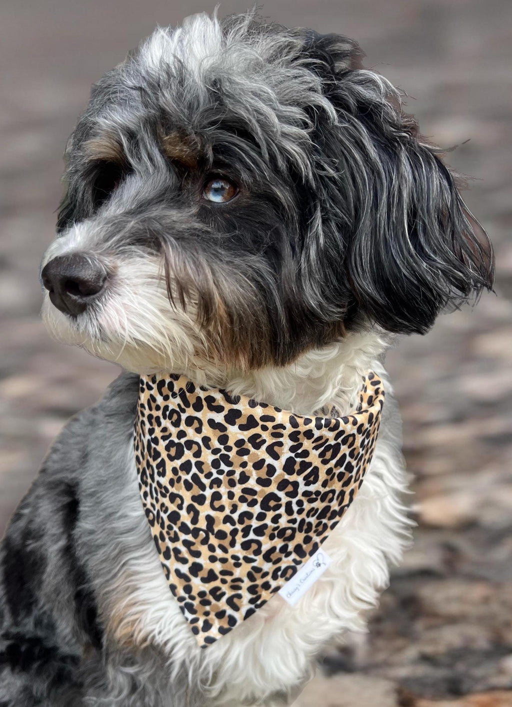 Cheetah Print Dog Bandana; Scrunchie Animal Print