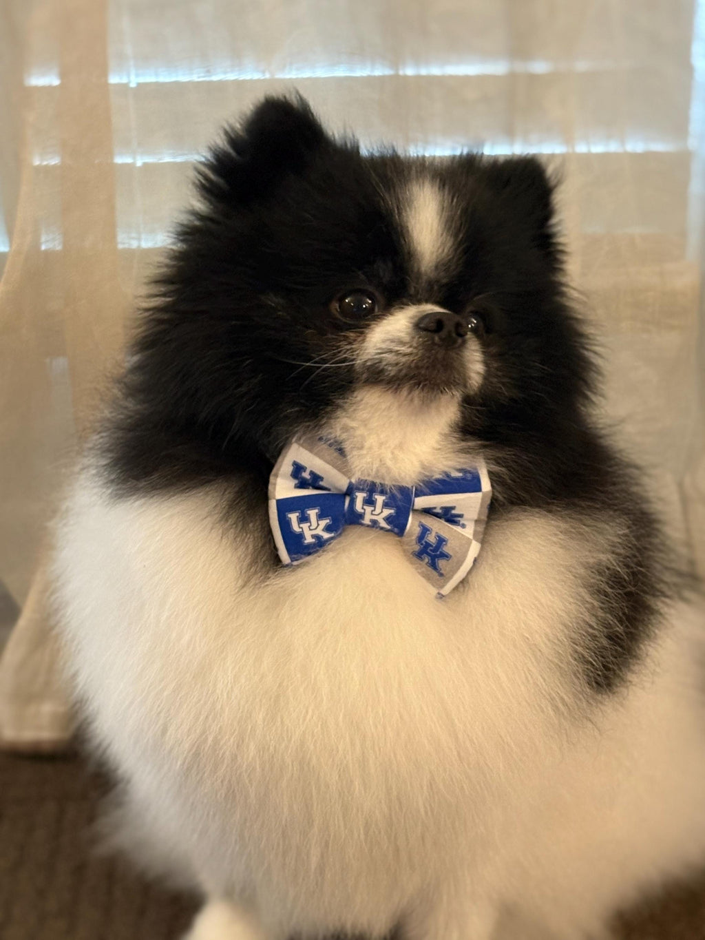 Kentucky Dog Bandana Bow Tie Scrunchie Blue Wildcat