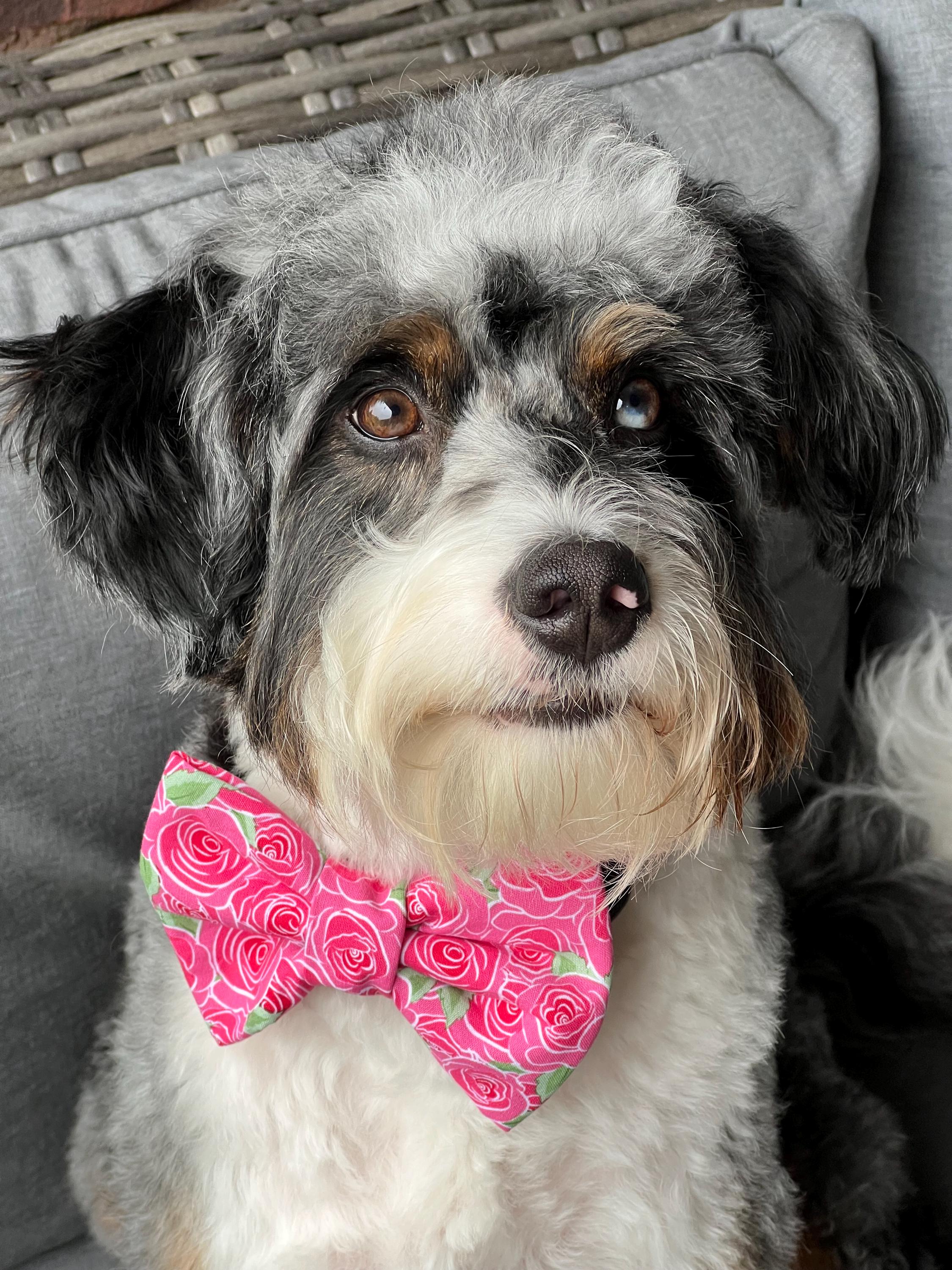 Roses Dog Bandana: Scrunchie Bandana, Sailor and Bow Tie