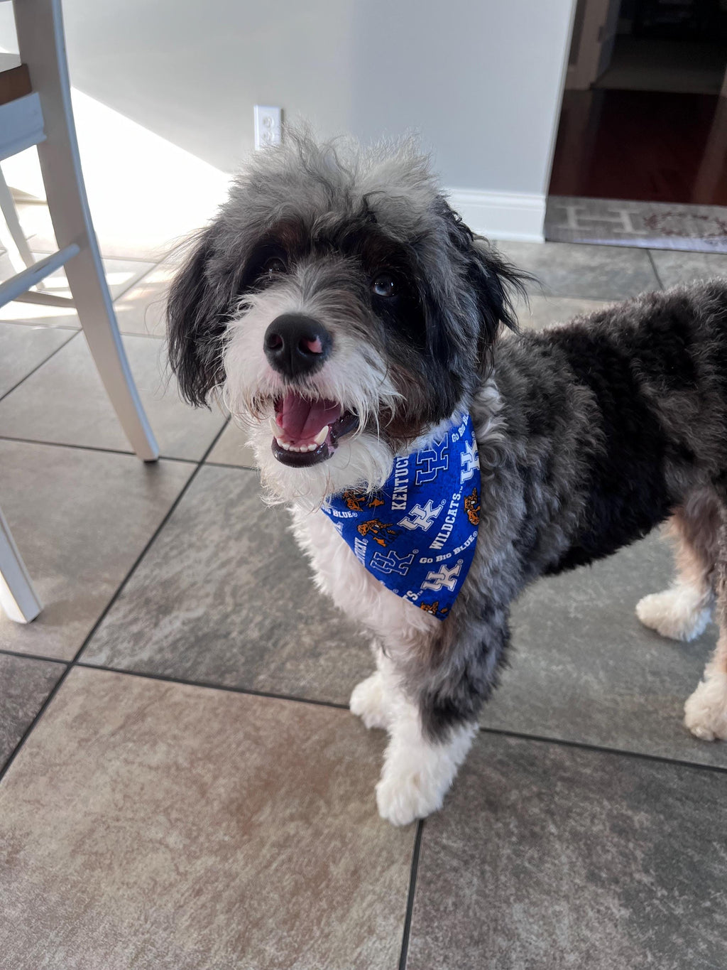 Kentucky Over the Collar Dog Bandana Blue Wildcat