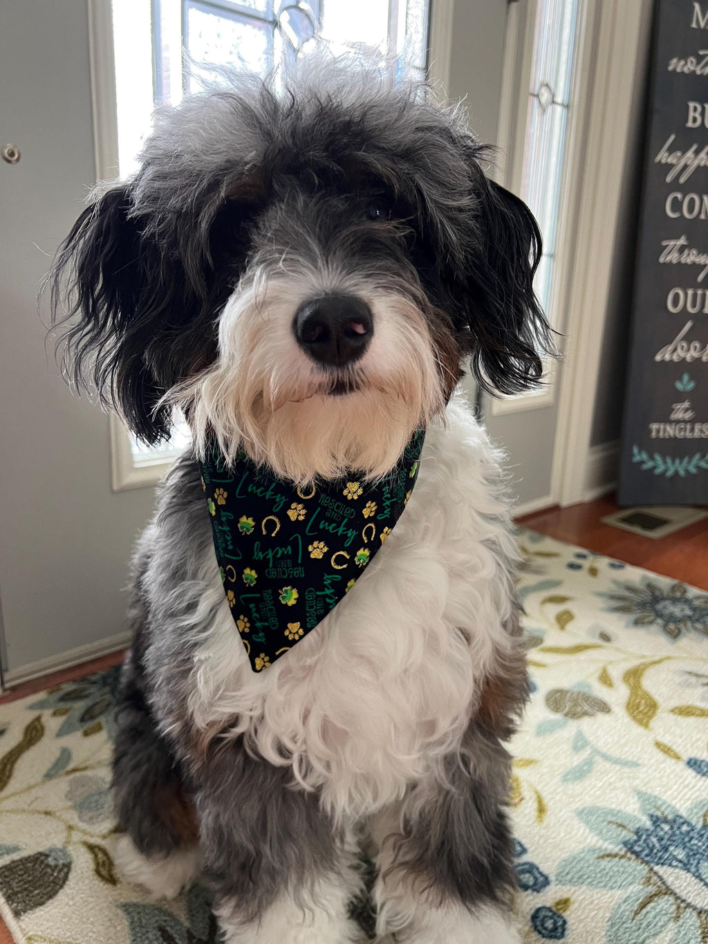 St Patrick's Dog Bandana Rescued and Lucky Black Gold Shamrock Horseshoe Paw Over the Collar Scrunchiedana Bandana