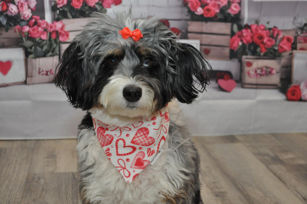 Valentine Hearts and Ribbons Dog Bandana; Scrunchie Terry Cotton