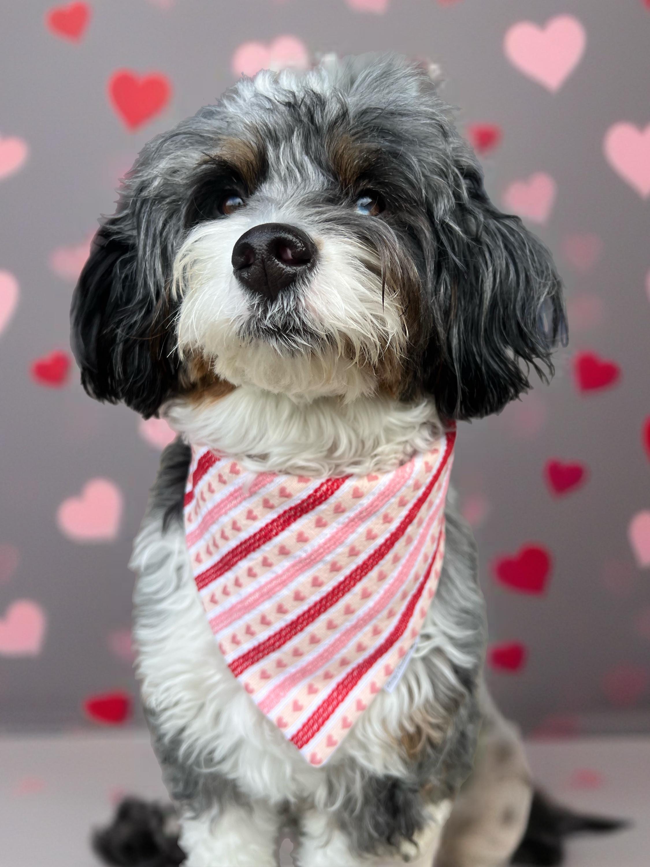 Valentine Hearts and Stripes Dog Bandana; Scrunchie Knitted Blend