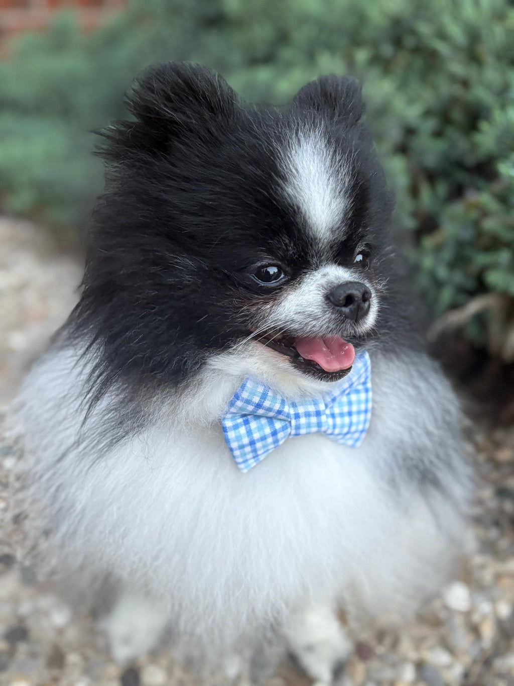 Plaid Baby Blue and White Dog Bow Tie Over the Collar Father's Day, Special Occassion