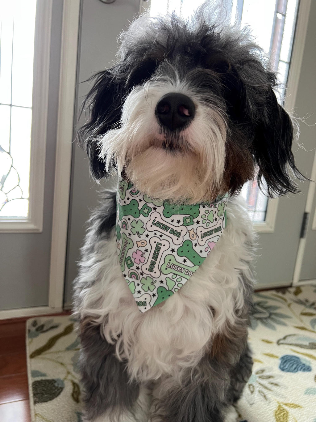 St Patrick's Dog Bandana Lucky Charm Dog Bone Shamrock Rainbow Paw Over the Collar Scrunchiedana Bandana