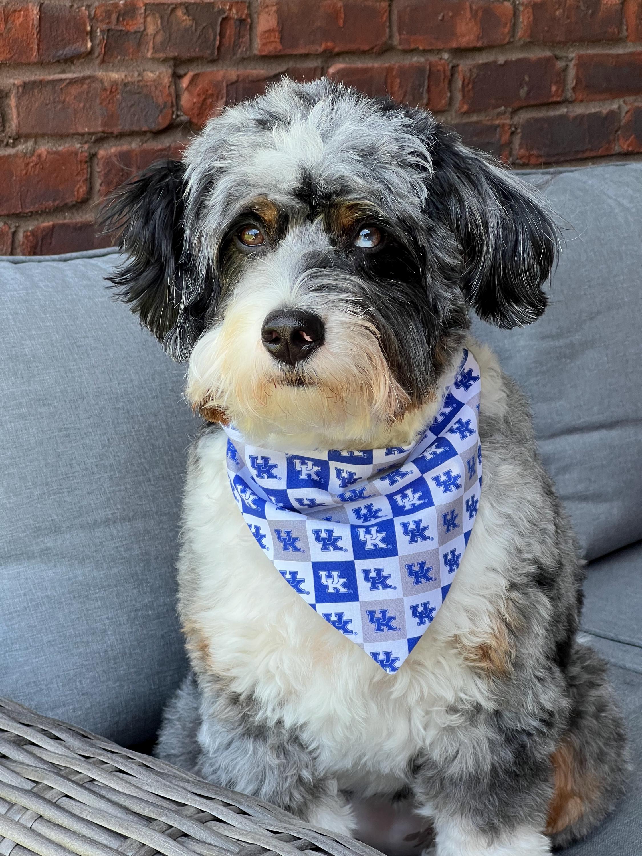 Kentucky Dog Bandana Bow Tie Scrunchie Blue Wildcat