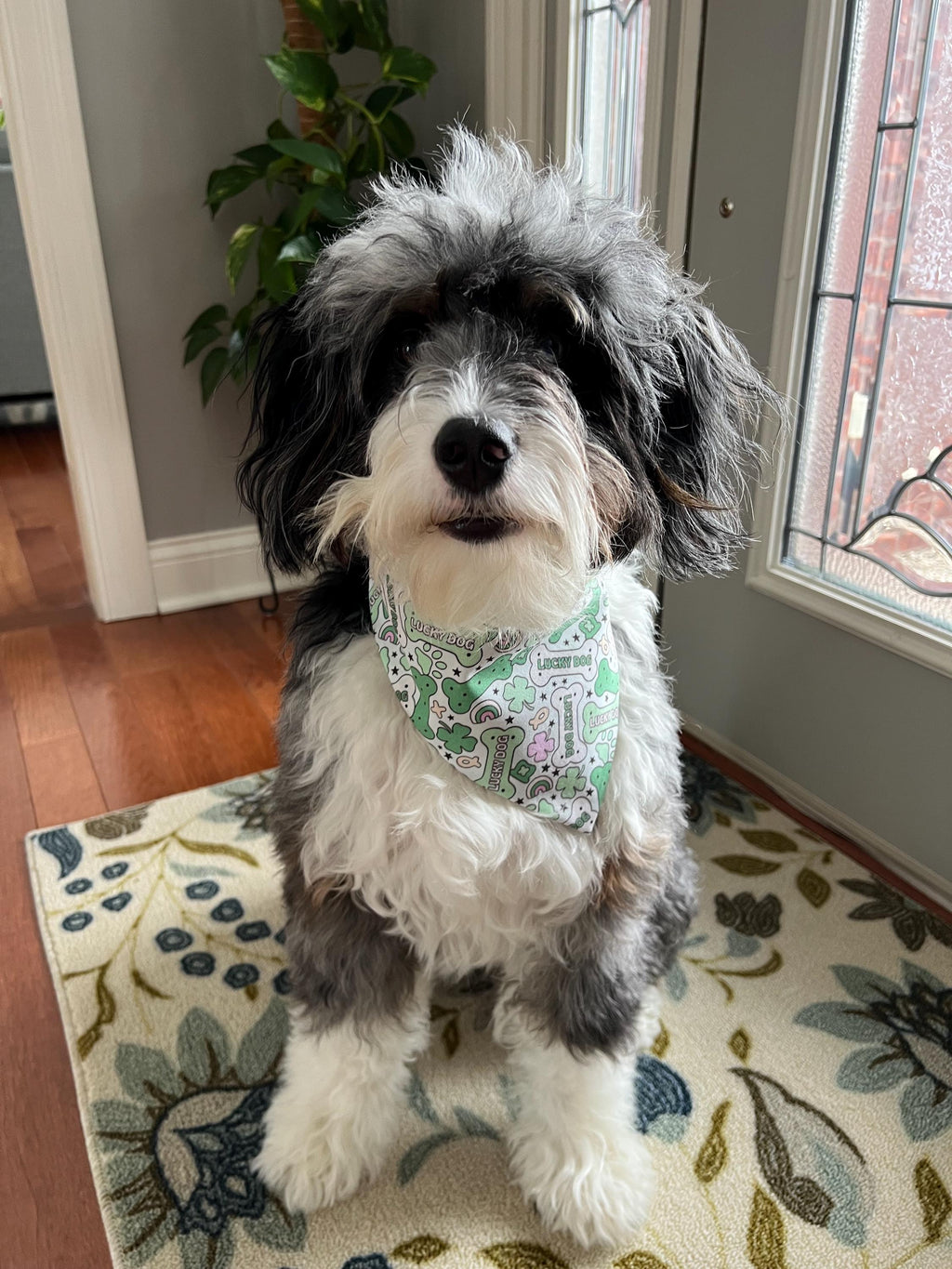 St Patrick's Dog Bandana Lucky Charm Dog Bone Shamrock Rainbow Paw Over the Collar Scrunchiedana Bandana