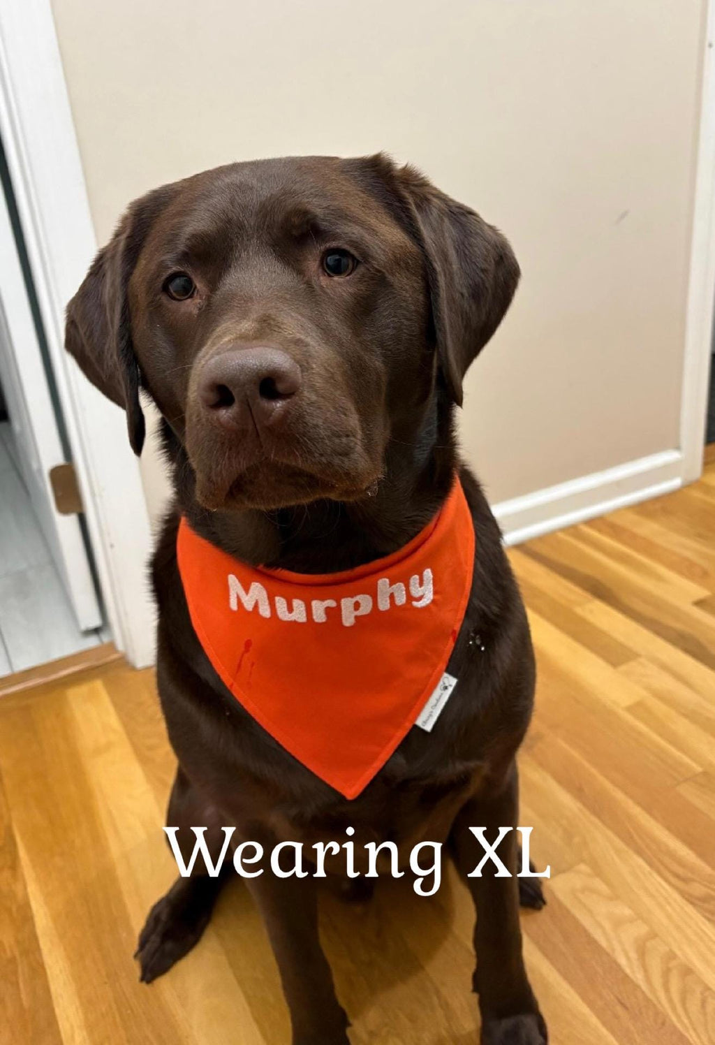 Personalized Dog Bandana:  Scrunchie