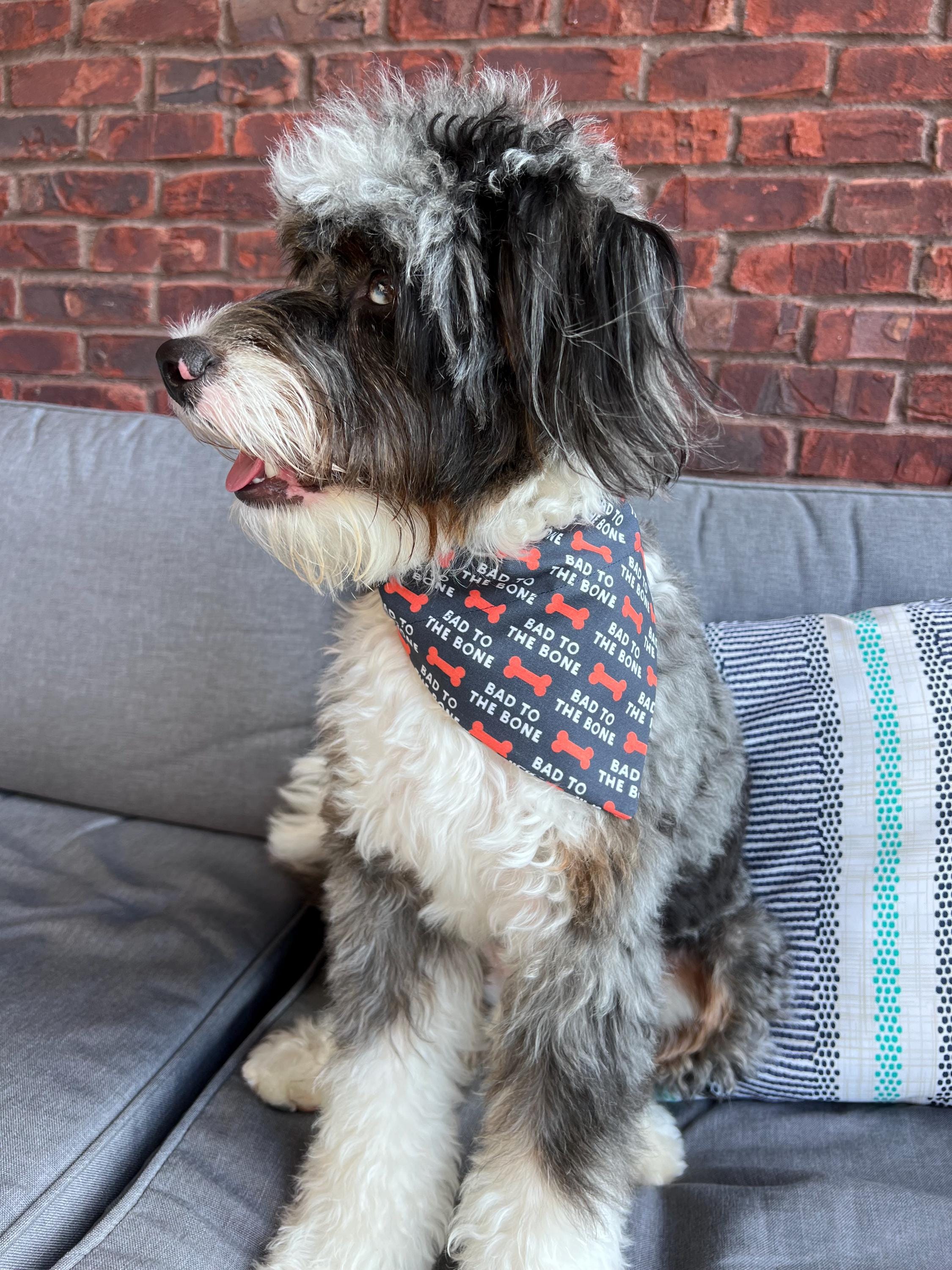 Bad to the Bone Dog Bandana: Navy & Orange Over the Collar