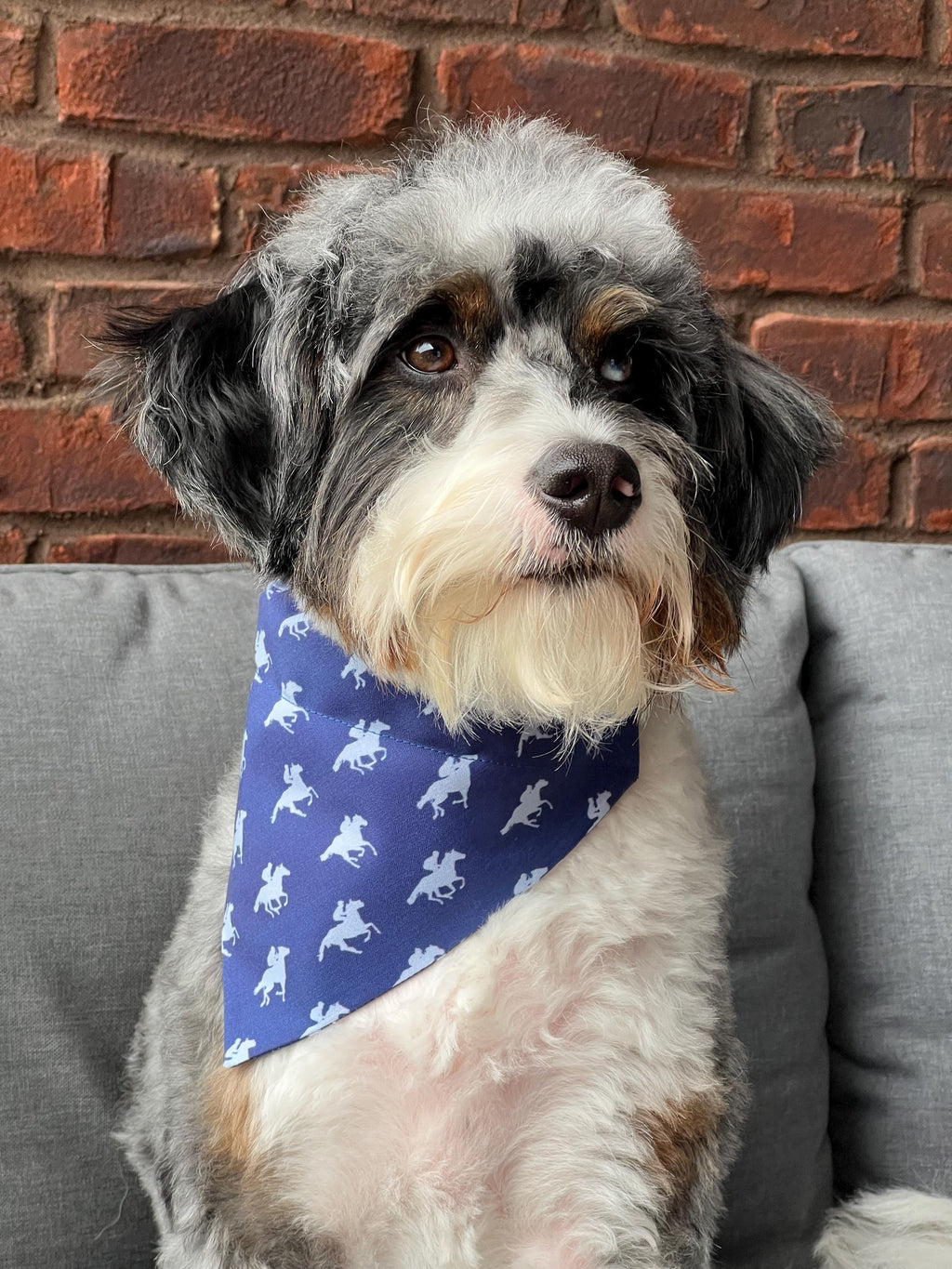 Derby Racehorses Dog Bandana: Navy Over the Collar & Scrunchie