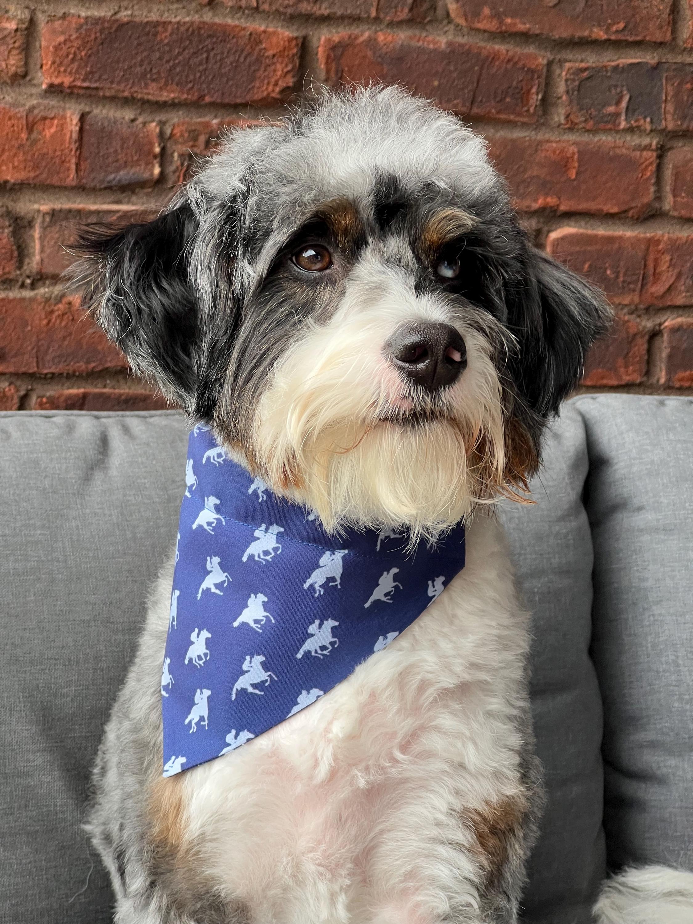 Derby Racehorses Dog Bandana: Navy Over the Collar & Scrunchie