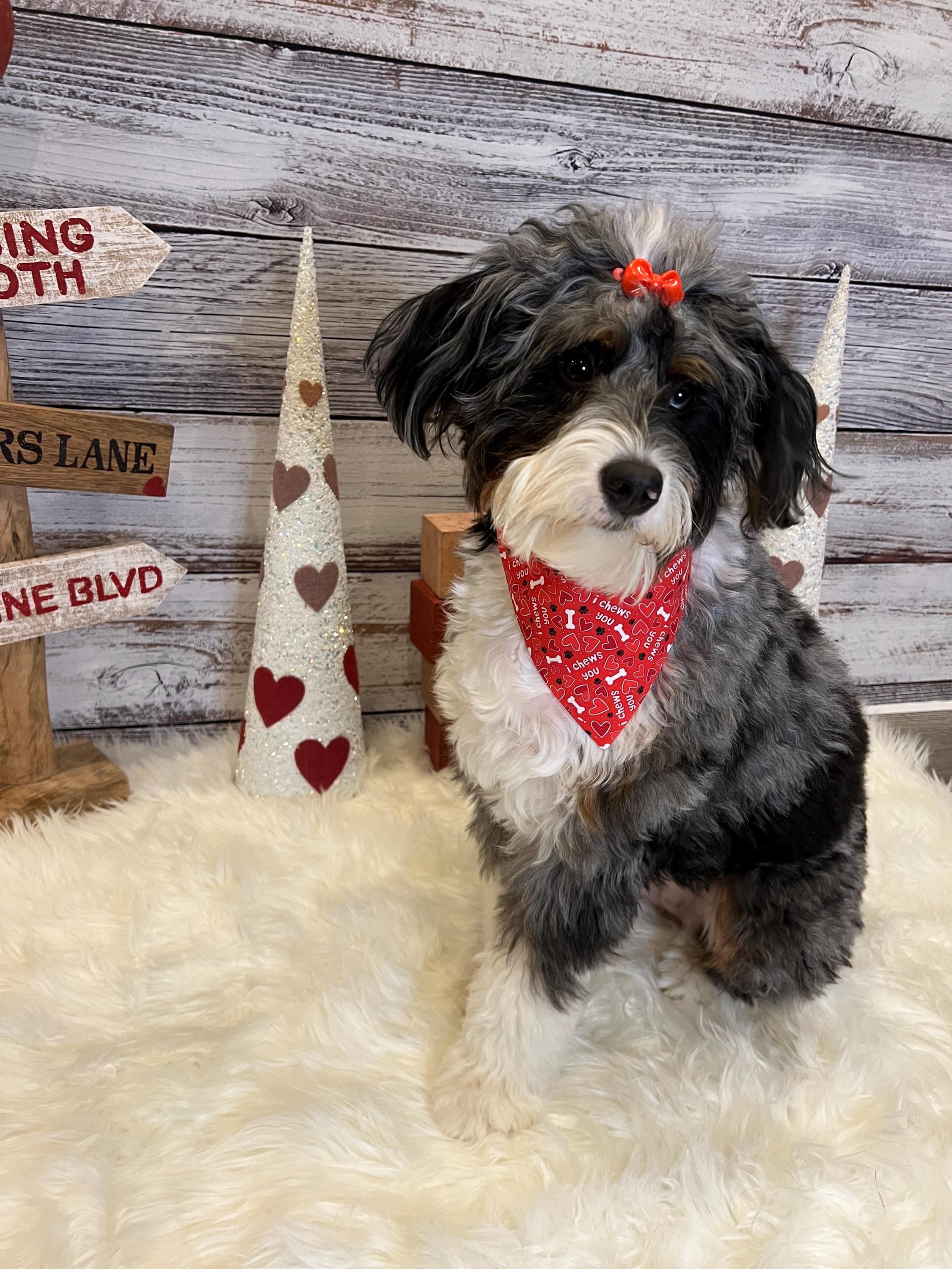 I Chews You Dog Bandana: Red Over the Collar or Scrunchie Bandana