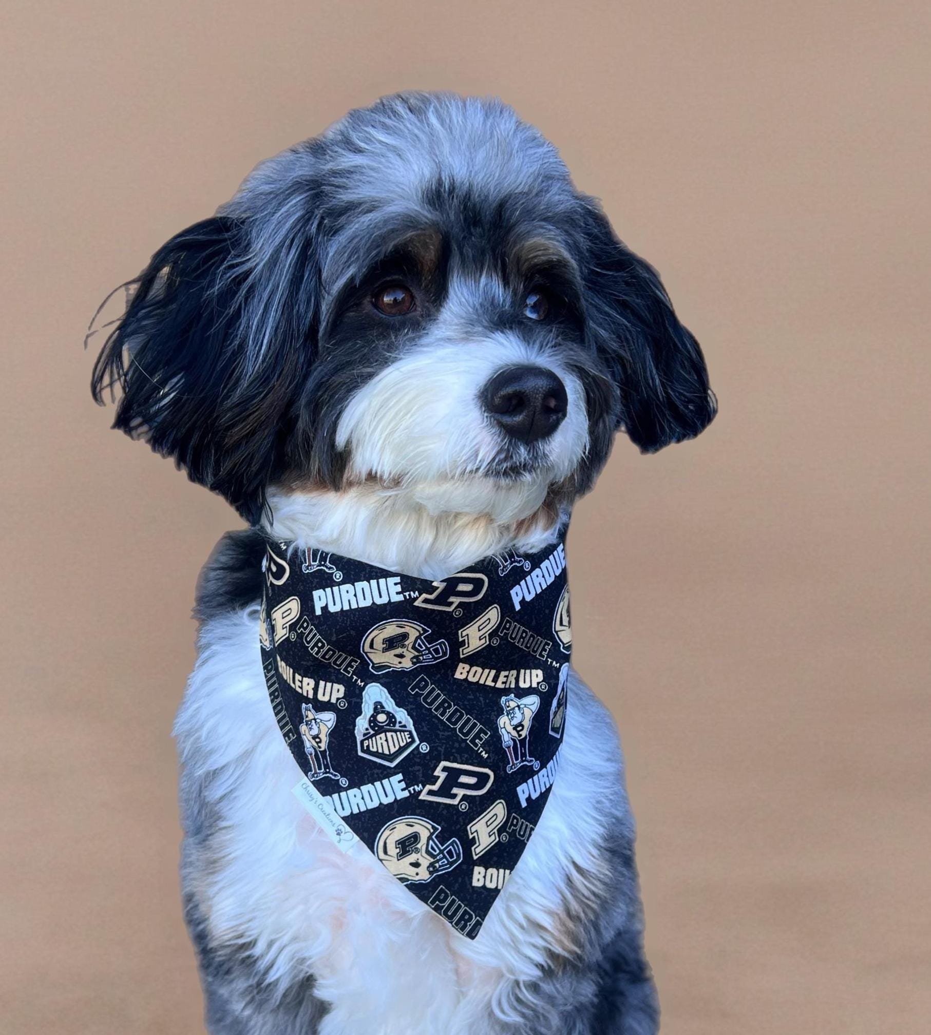 Boilermaker Dog Bandana; Scrunchie, Black and Gold; Reversible