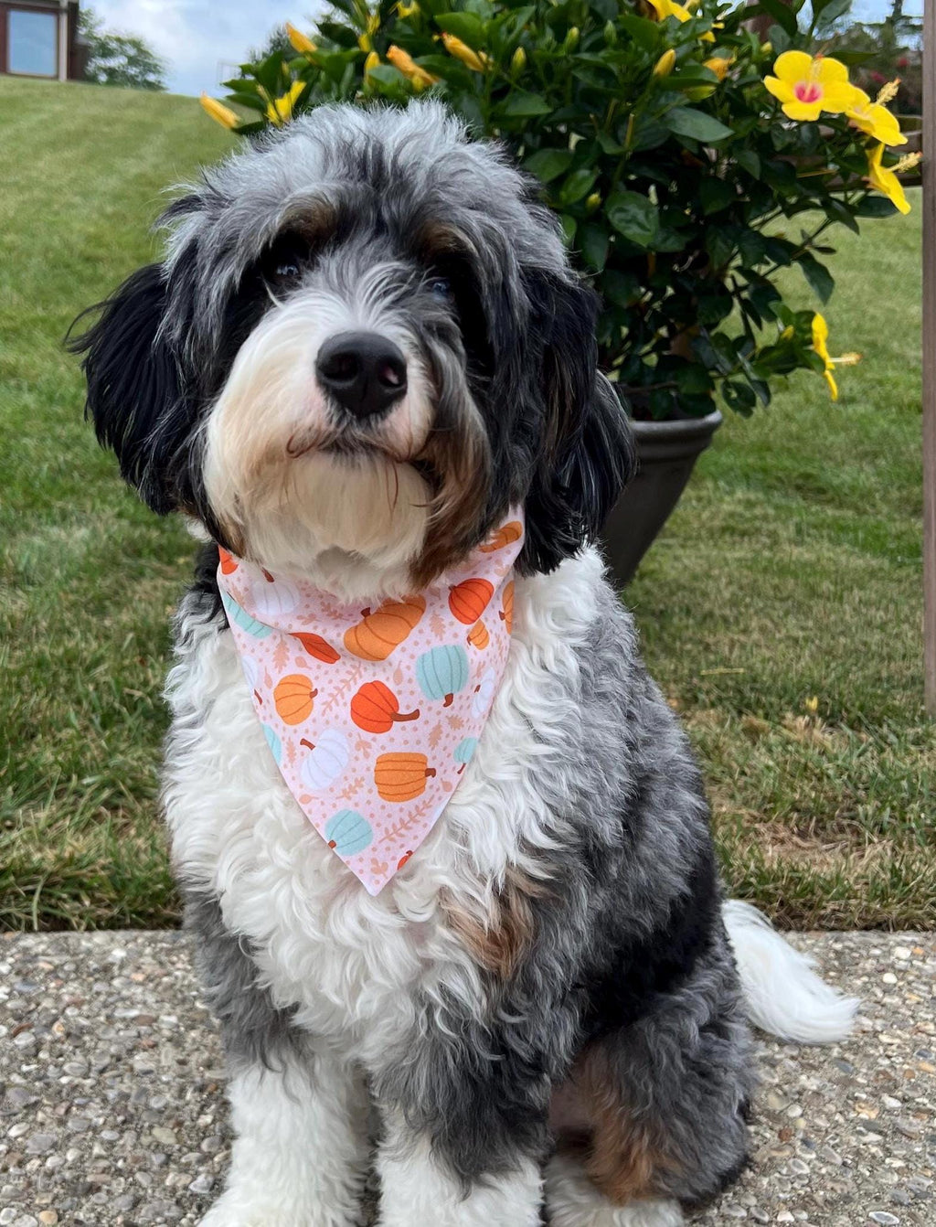 Thankful Dog Bandana: Reversible Scrunchie with Fall Pumpkins & Sunflowers
