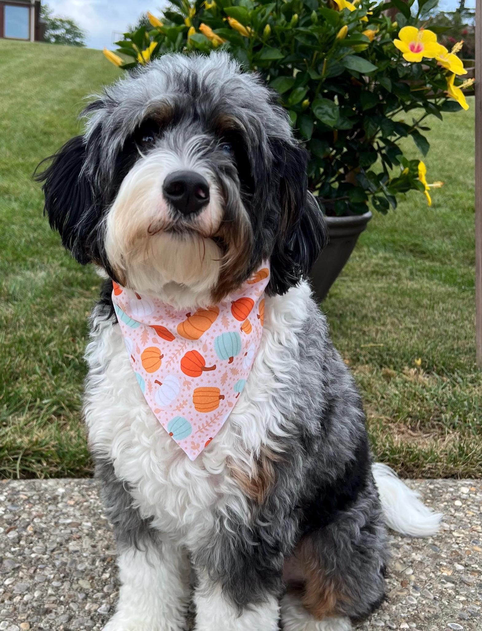 Thankful Dog Bandana: Reversible Scrunchie with Fall Pumpkins & Sunflowers