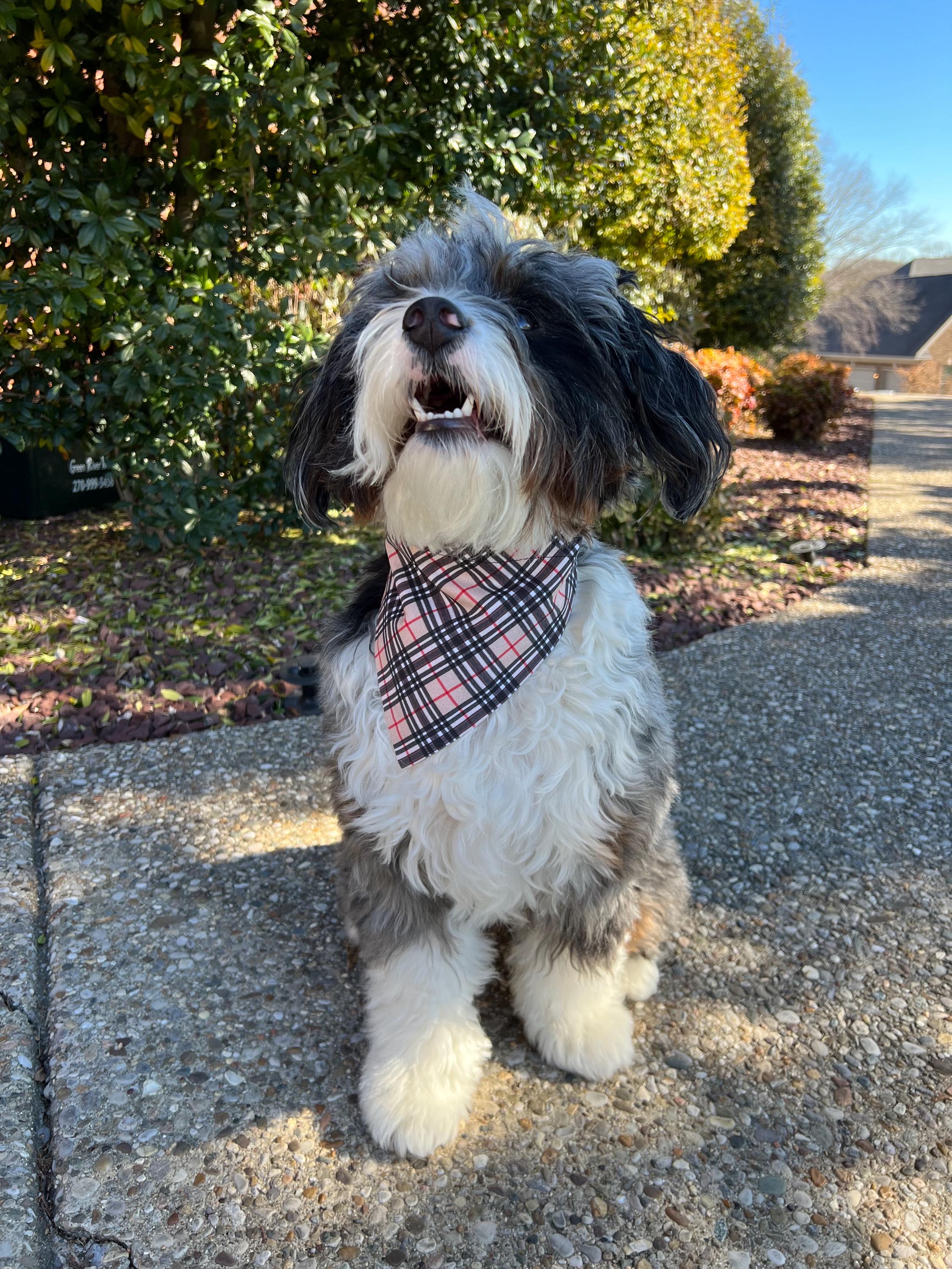 Luxe Couture Furberry Tartan Plaid Dog Bandana Bow Tie: Over the Collar & Scrunchie