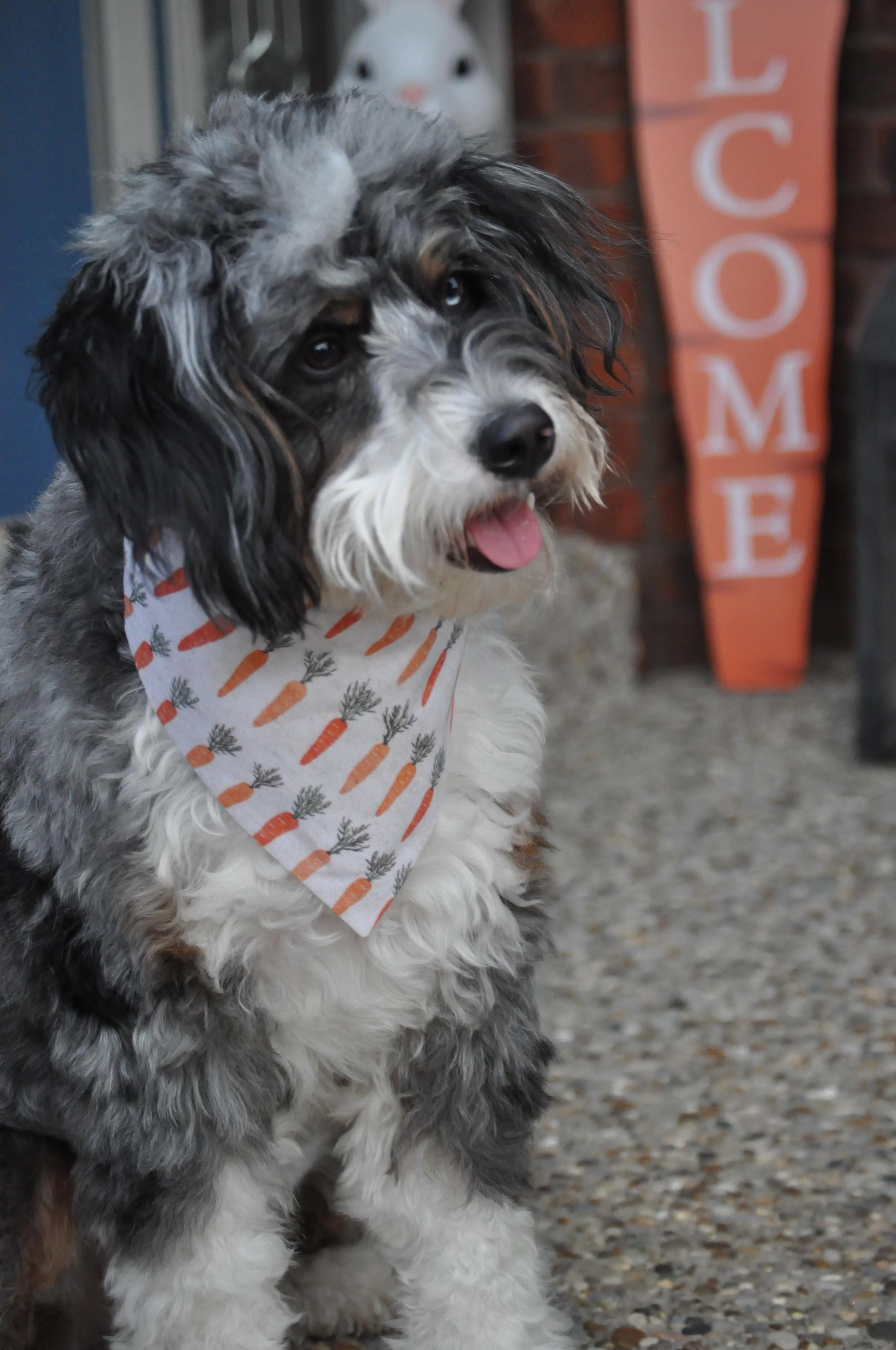 Carrots Boho Neutrals Dog Bandana Over the Collar Scrunchie Bandana Easter Farmers Market