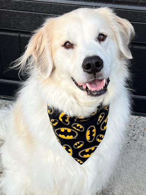 Superhero Batman Dog Bandana Scrunchie Black and Yellow