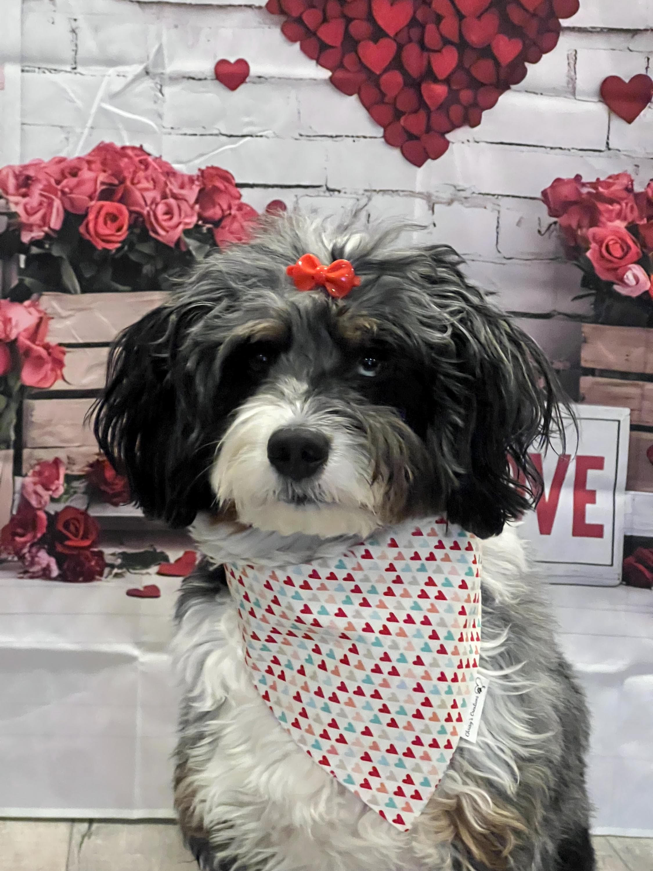 Valentine Hearts Amore Dog Bandana and Bow Tie; Scrunchie