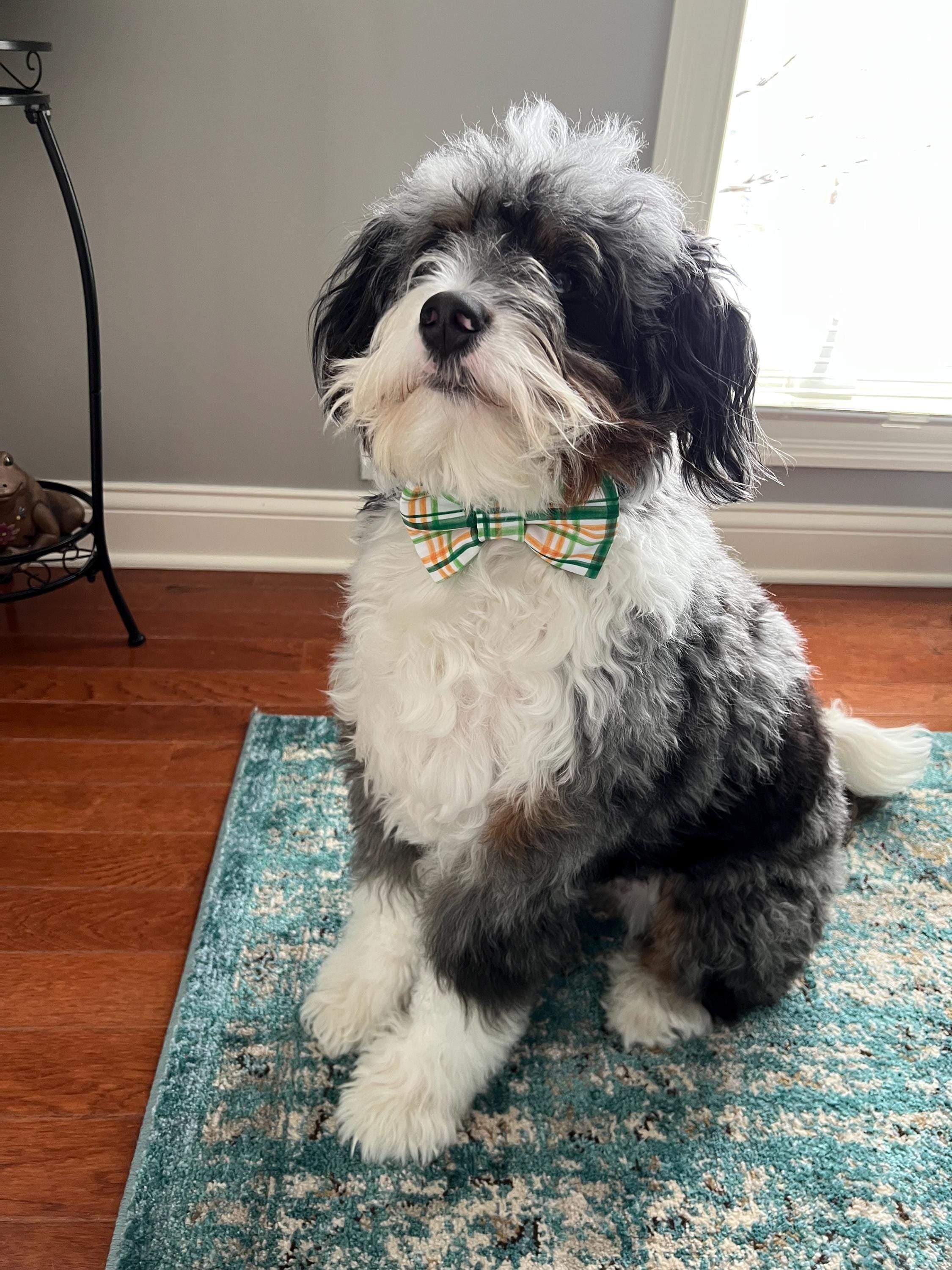 St. Patrick Green White Plaid Over the Collar Bow Tie