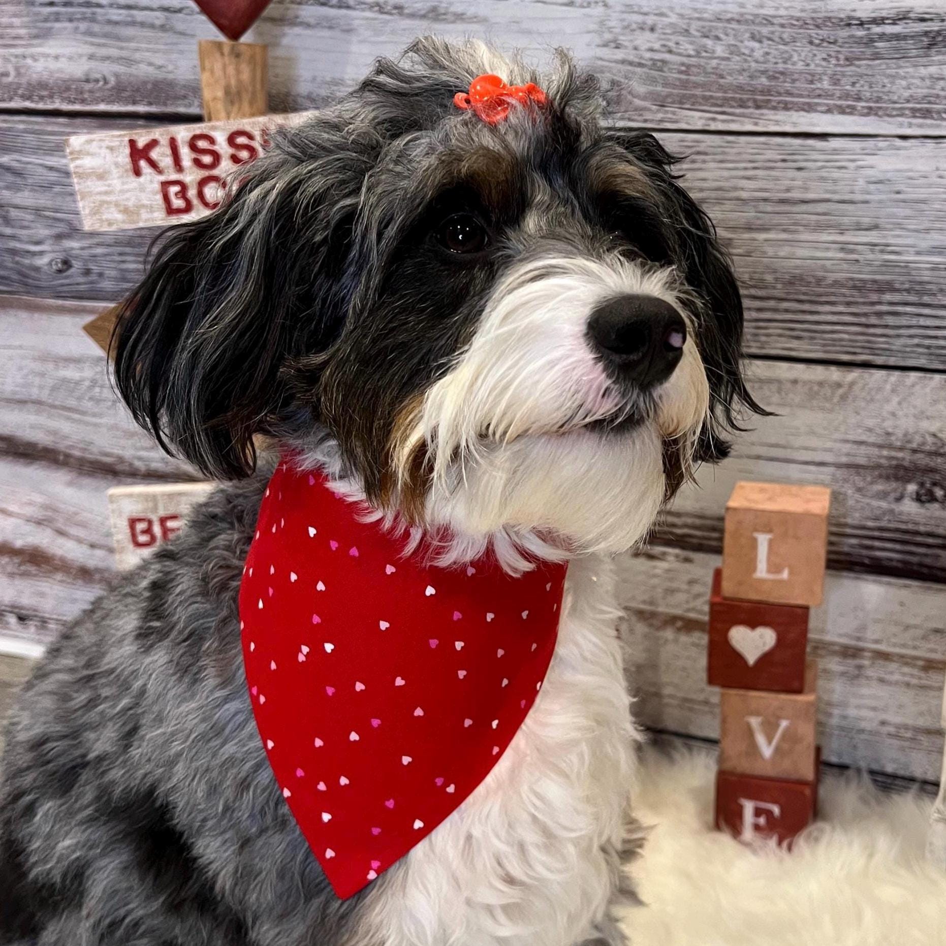 Tiny Hearts Red Dog Bandana Over the Collar Scrunchdana Scrunchie Bandana