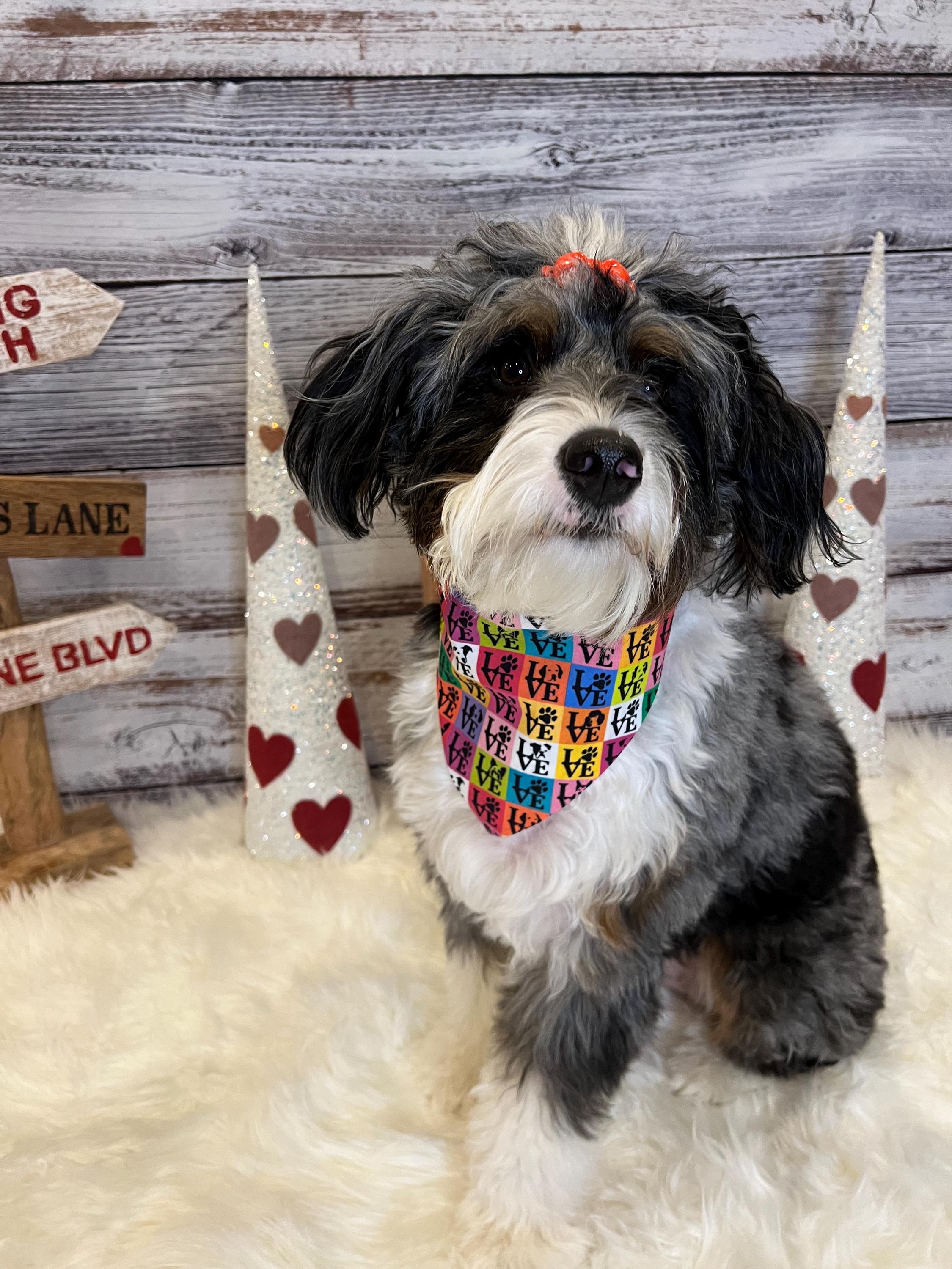 Valentine LOVE Dog Bandana: Over the Collar or Scrunchie Style