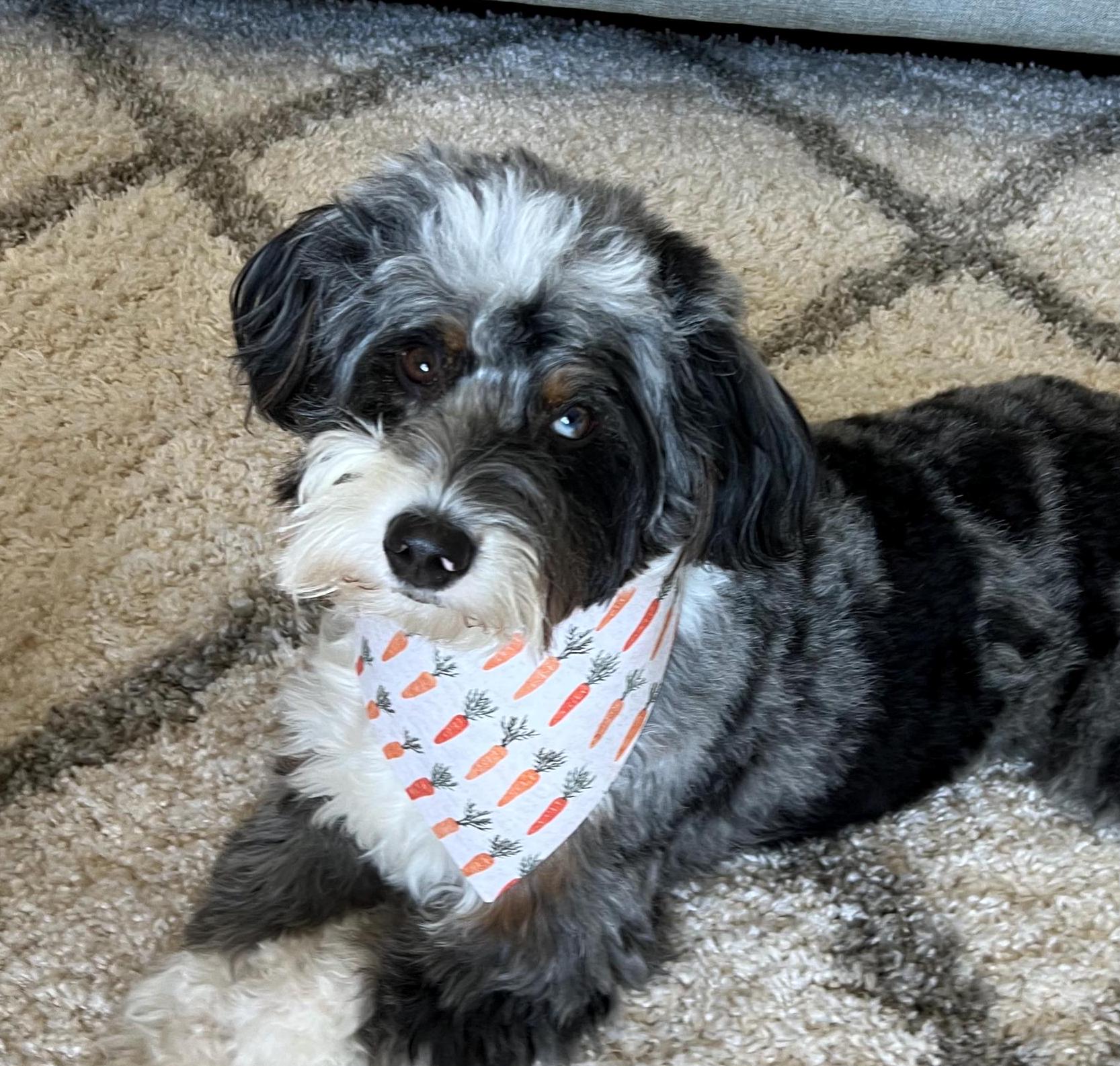 Carrots Boho Neutrals Dog Bandana Over the Collar Scrunchie Bandana Easter Farmers Market
