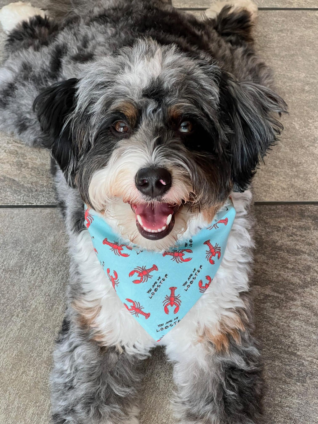 Friends My Lobster Scrunchie Dog Bandana Reversible Slip On  Two-Sided