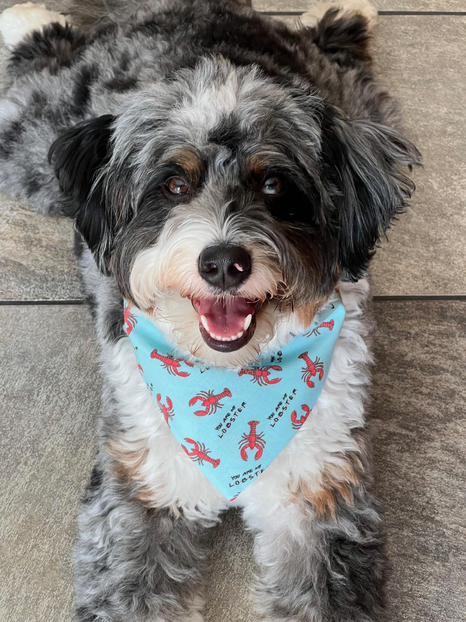 Friends My Lobster Scrunchie Dog Bandana Reversible Slip On  Two-Sided