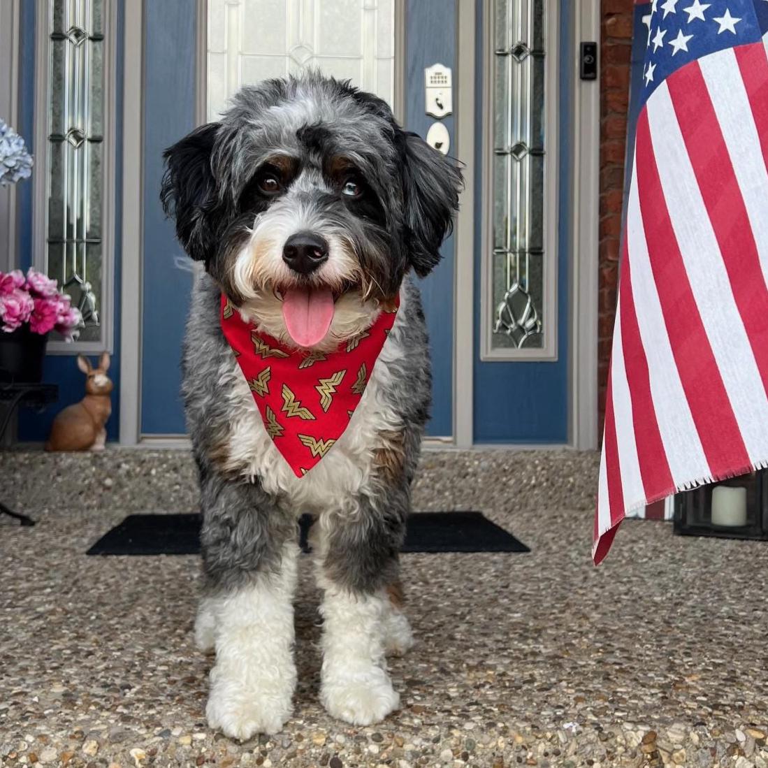 Superhero Wonder Woman Dog Bandana Scrunchie Red and Gold