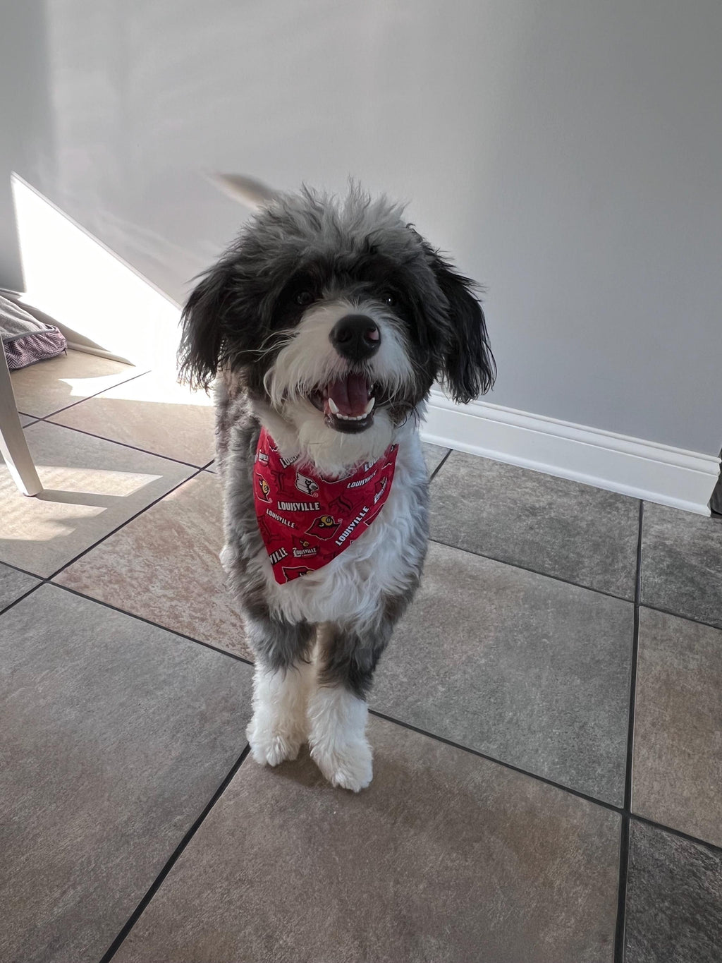 Louisville Dog Bandana  Over the Collar Bandana Cardinal