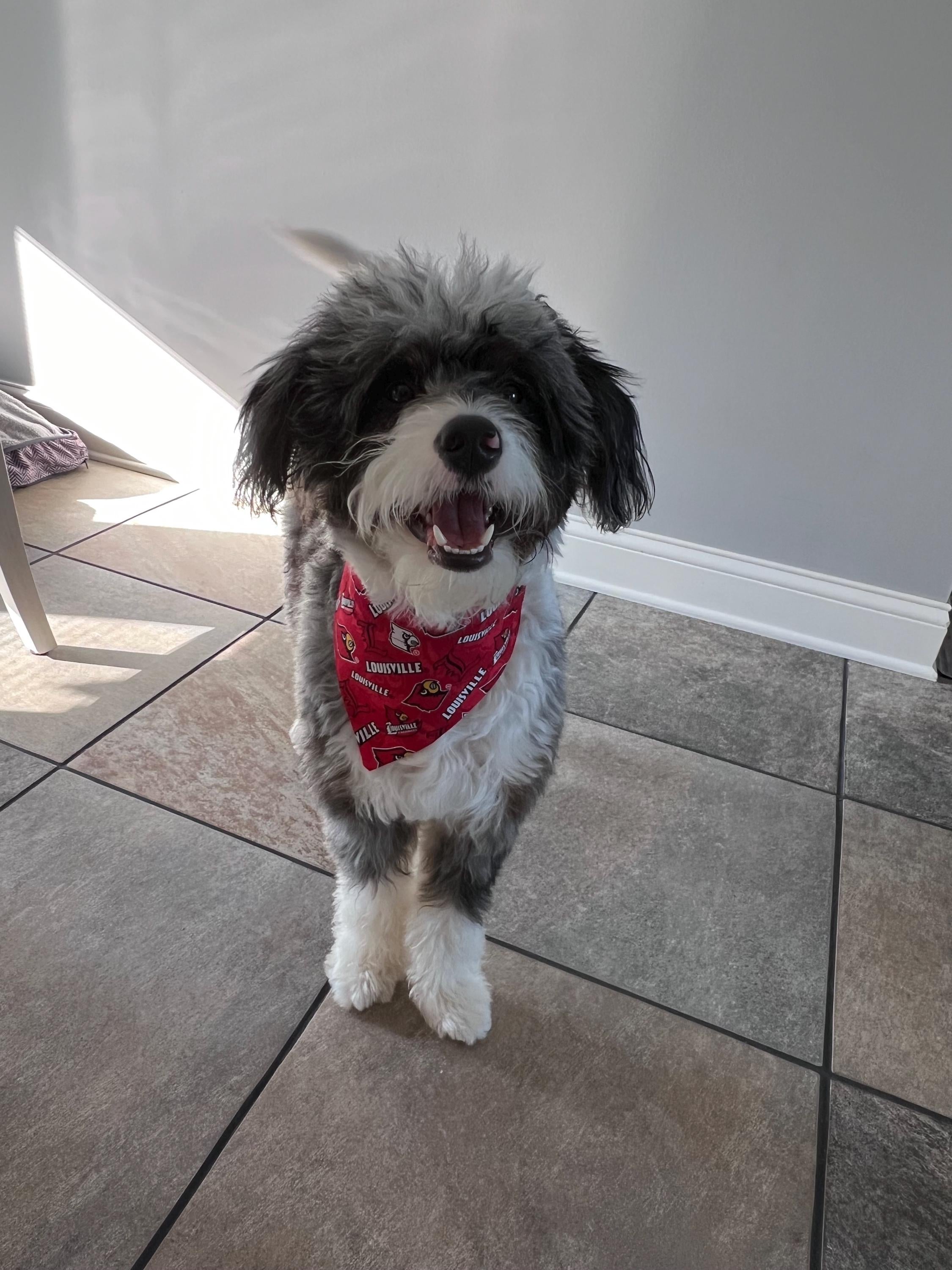 Louisville Dog Bandana  Over the Collar Bandana Cardinal