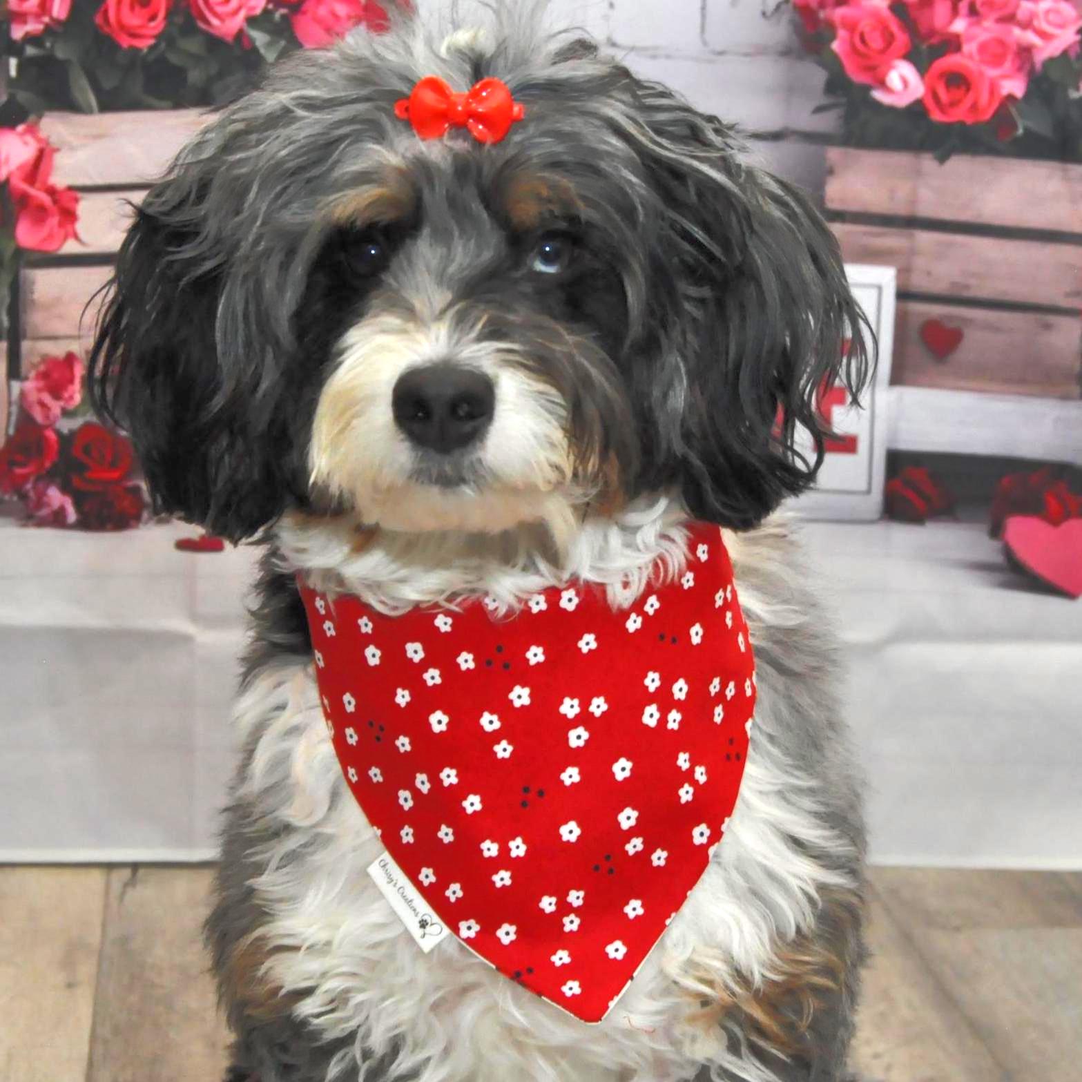 Hello Kitty Blossom Dog Bandana; Scrunchie Reversible Red White