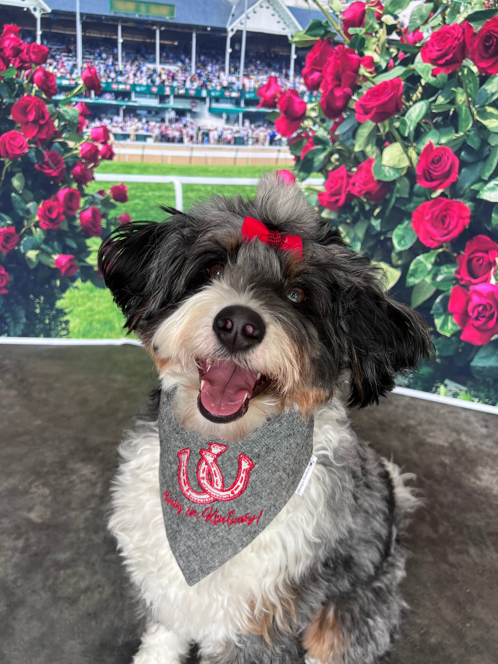 Lucky in Kentucky Embroidered Dog Bandana: Scrunchie Derby Horseshoe