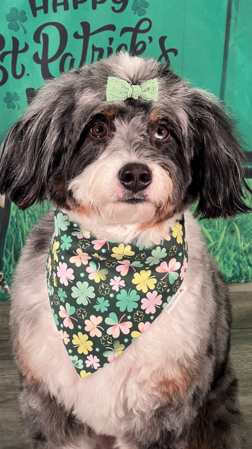 St Patrick's Four Leaf Clover Dog Bandana: Scrunchie Multi Color
