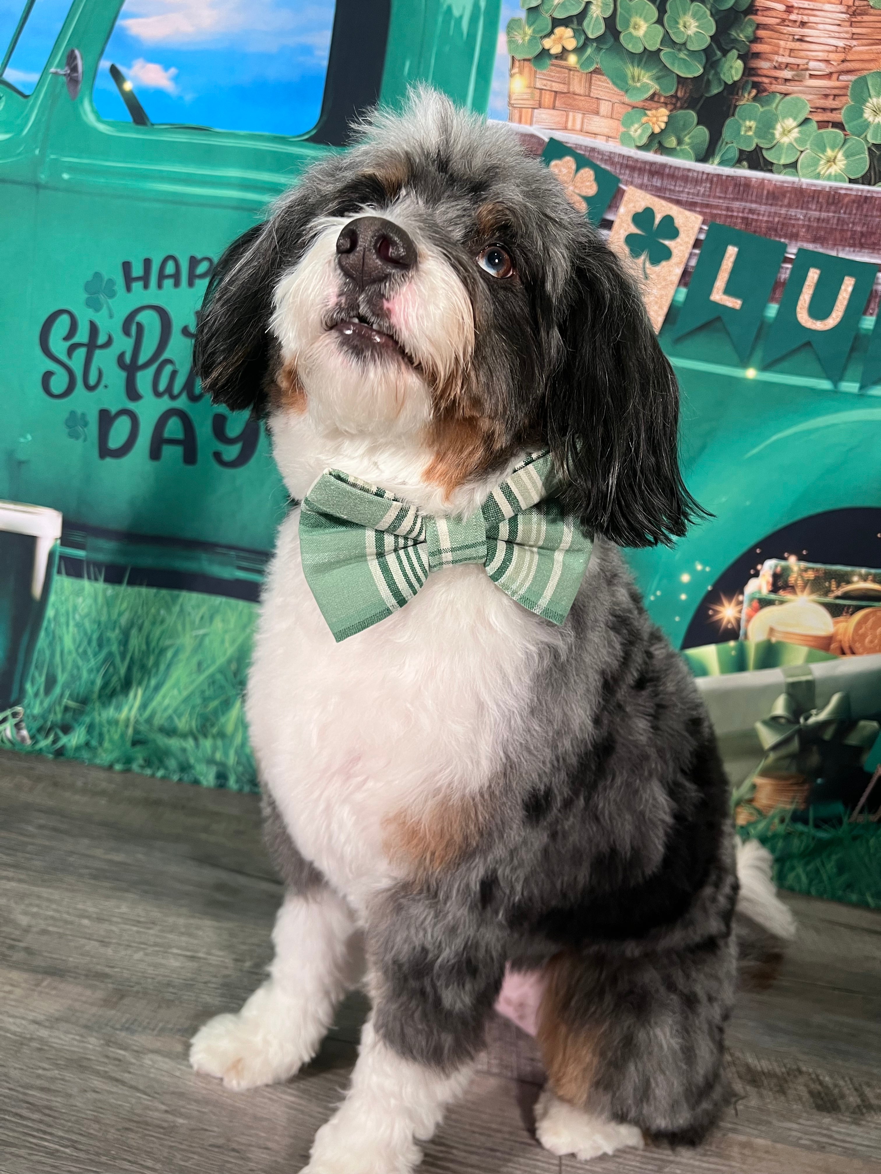 St Patrick's Plaid Dog Bandana: Scrunchie and Over-the-Collar Bow Tie Green Plaid