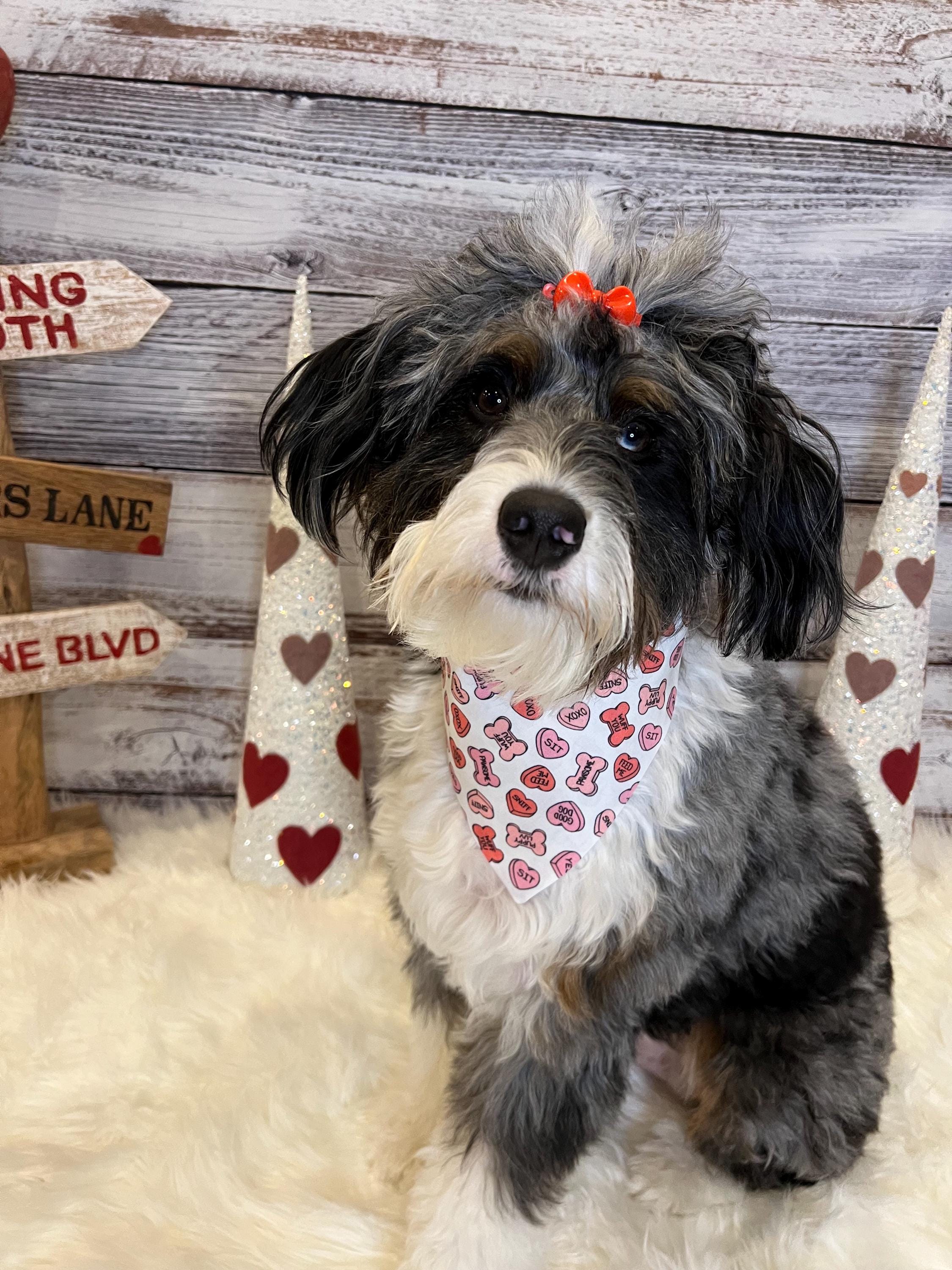 Conversation Hearts and Bones Dog Bandana Over the Collar Bandana Scrunchie Bandana Valentine