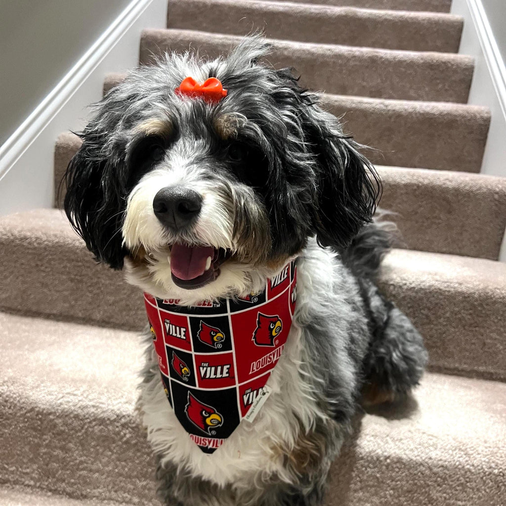 Louisville Dog Bandana and Bow Tie; Scrunchie, Red Cardinal
