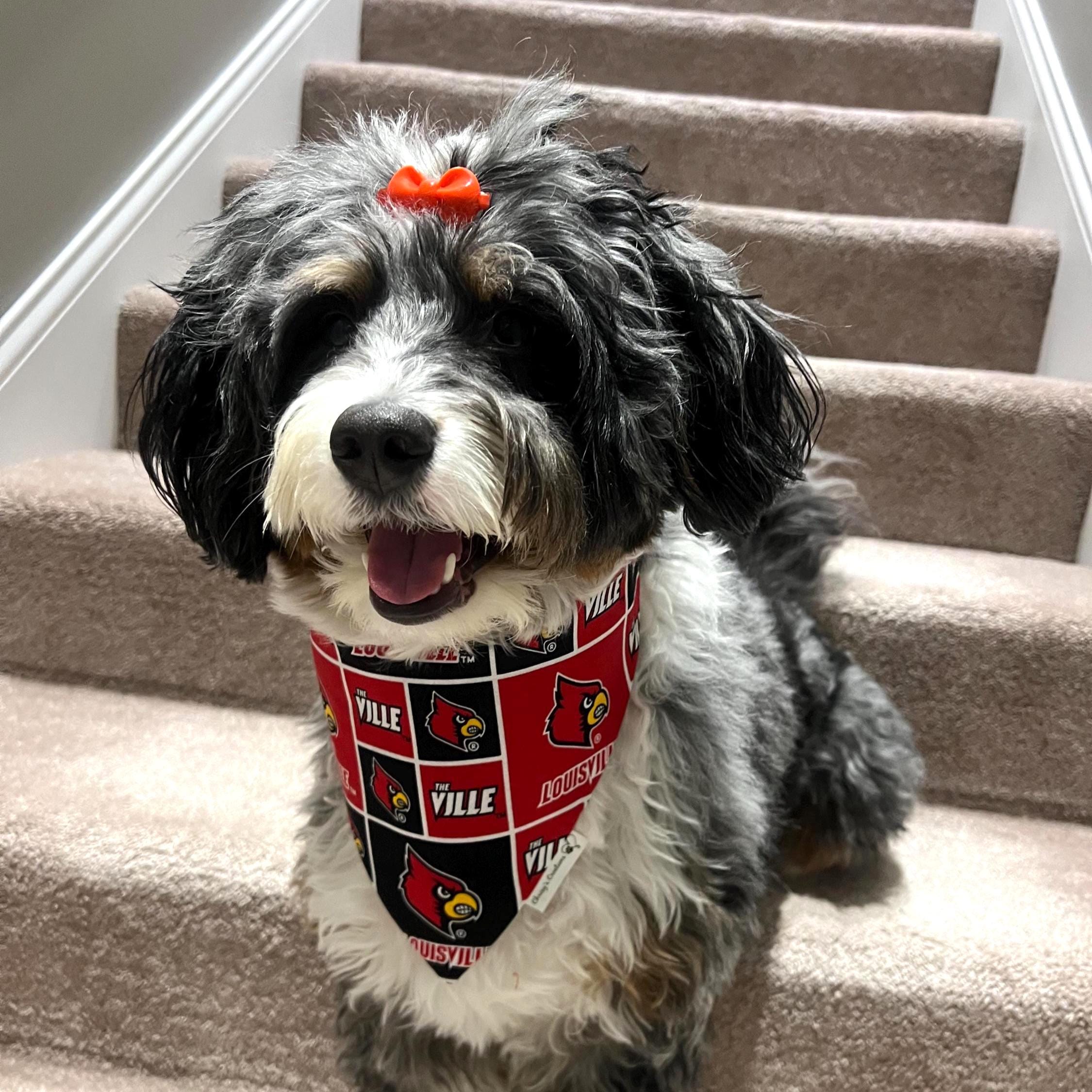 Louisville Dog Bandana and Bow Tie; Scrunchie, Red Cardinal