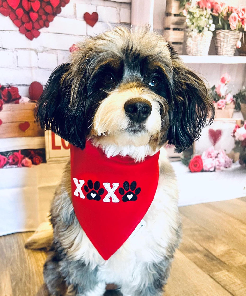XoXo Paws Dog Bandana: Scrunchie, Valentine Embroidered