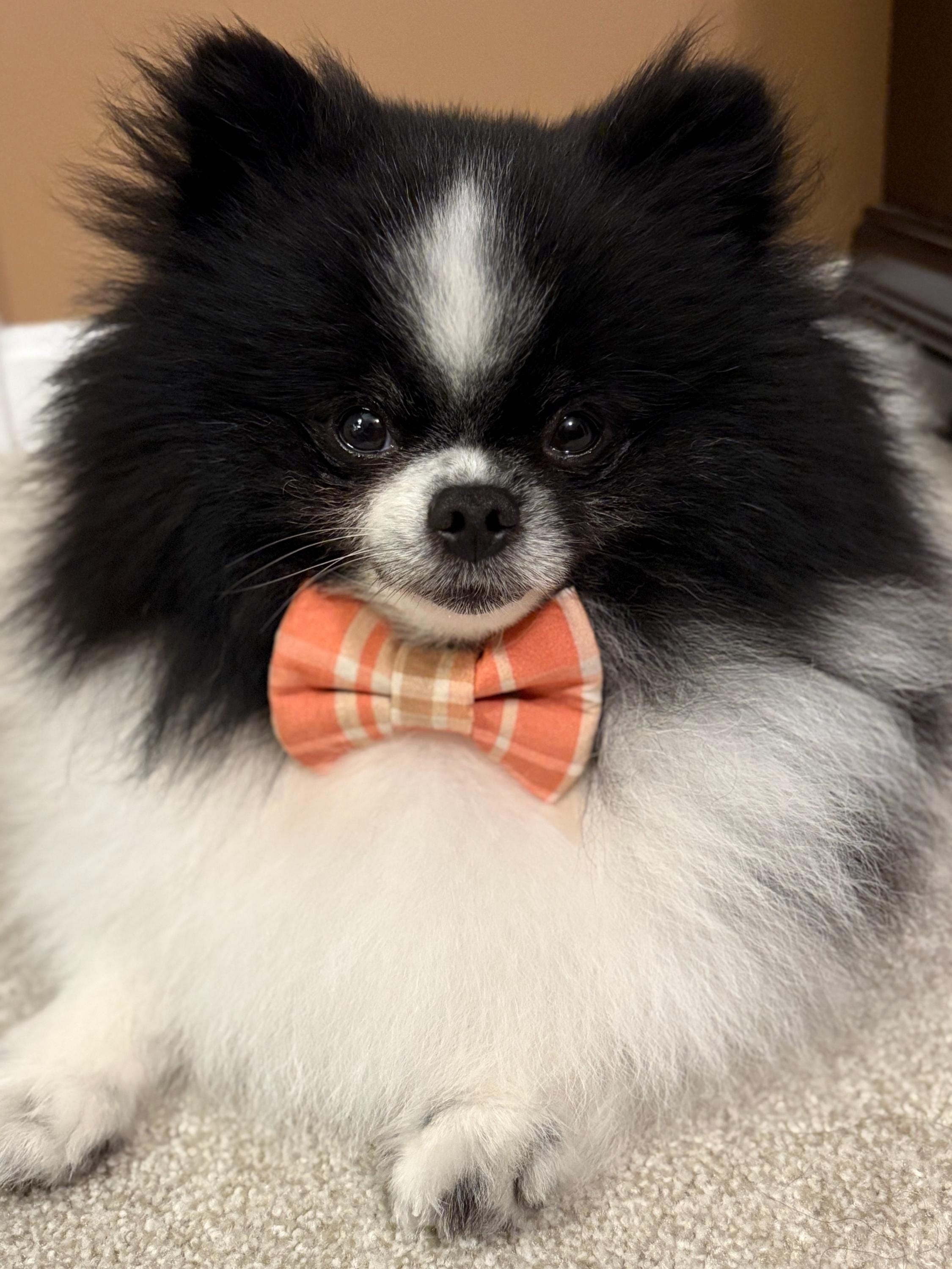 Fall Dog Bandana Sweater Weather Plaid Reversible Scrunchie Bandana Bow Tie Orange Tan Autumn