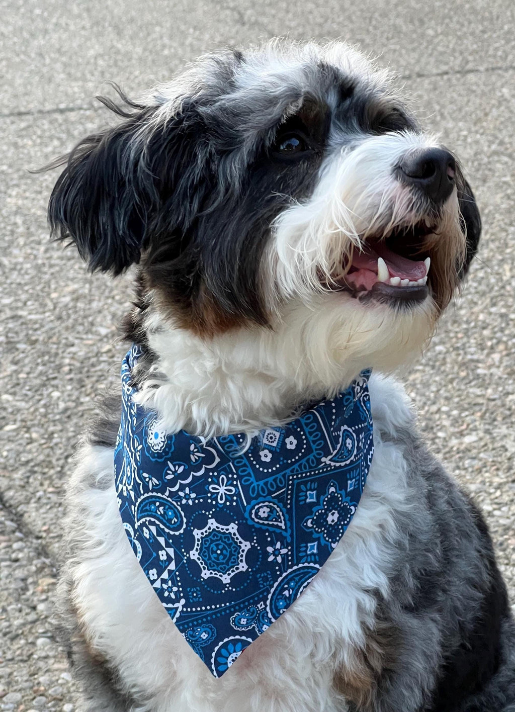 Patriotic Dog Bandana: Red White Blue Paisley, Reversible, Scrunchie & Over the Collar