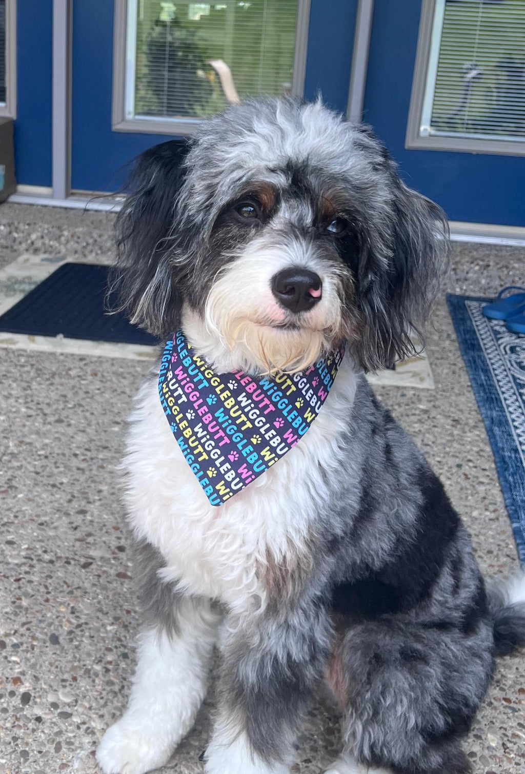 Wiggle Butt Dog Bandana: Navy Over the Collar