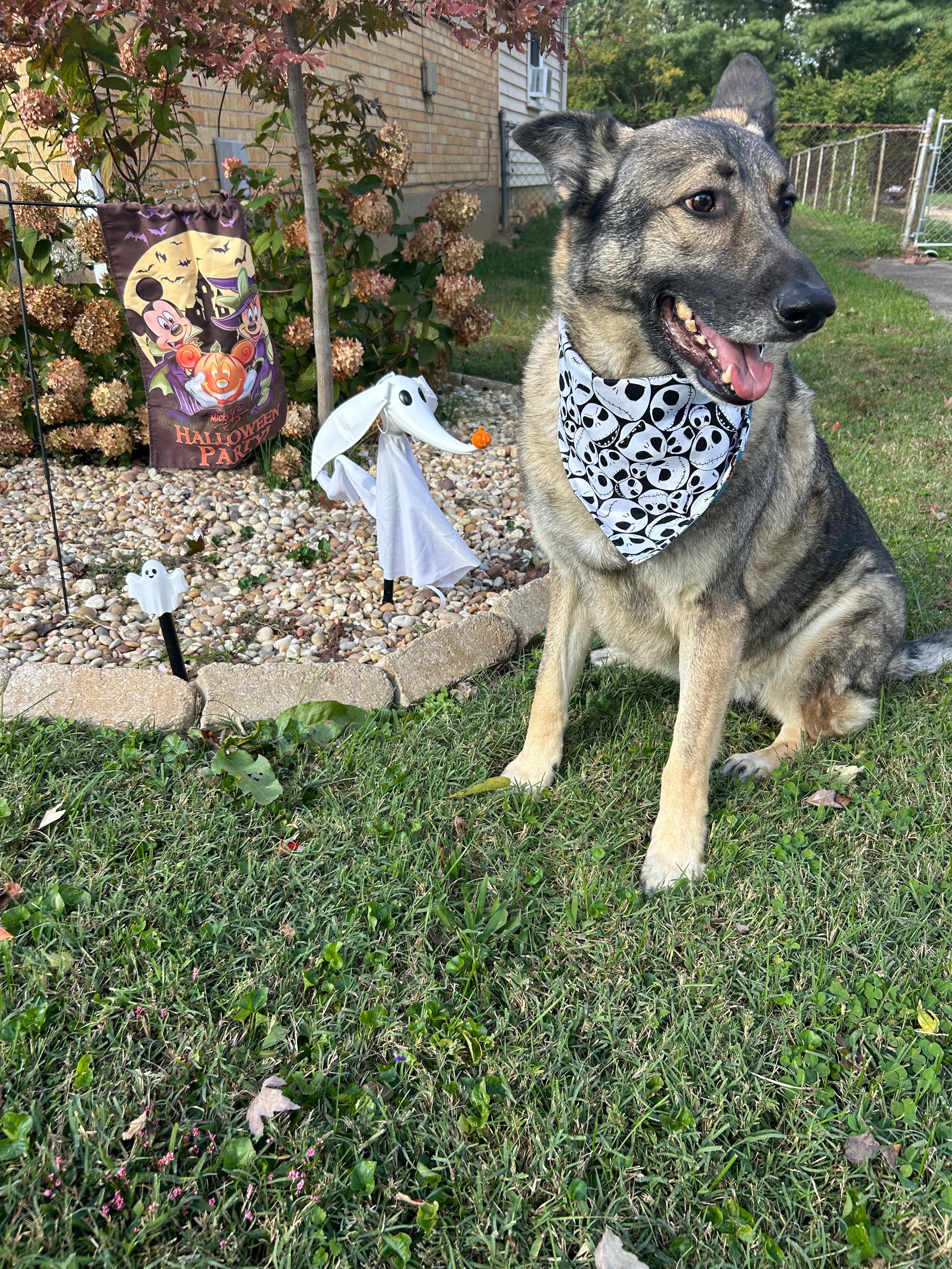 Jack Skellington Scrunchie Dog Bandana: Reversible Halloween Nightmare