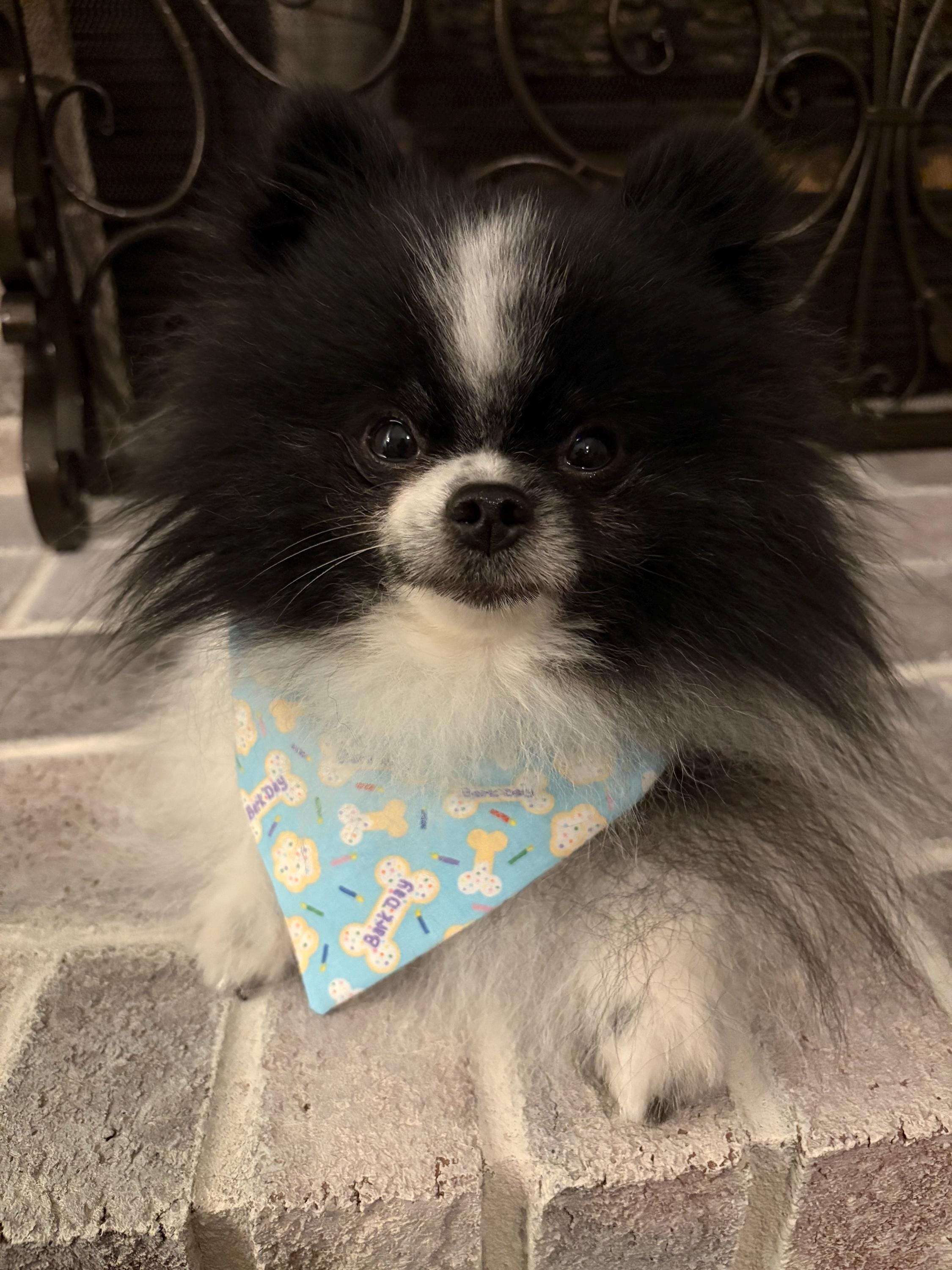 Birthday Dog Bandana: Aqua Blue Sprinkle Cookie, Bones, Candles, Over the Collar & Scrunchie