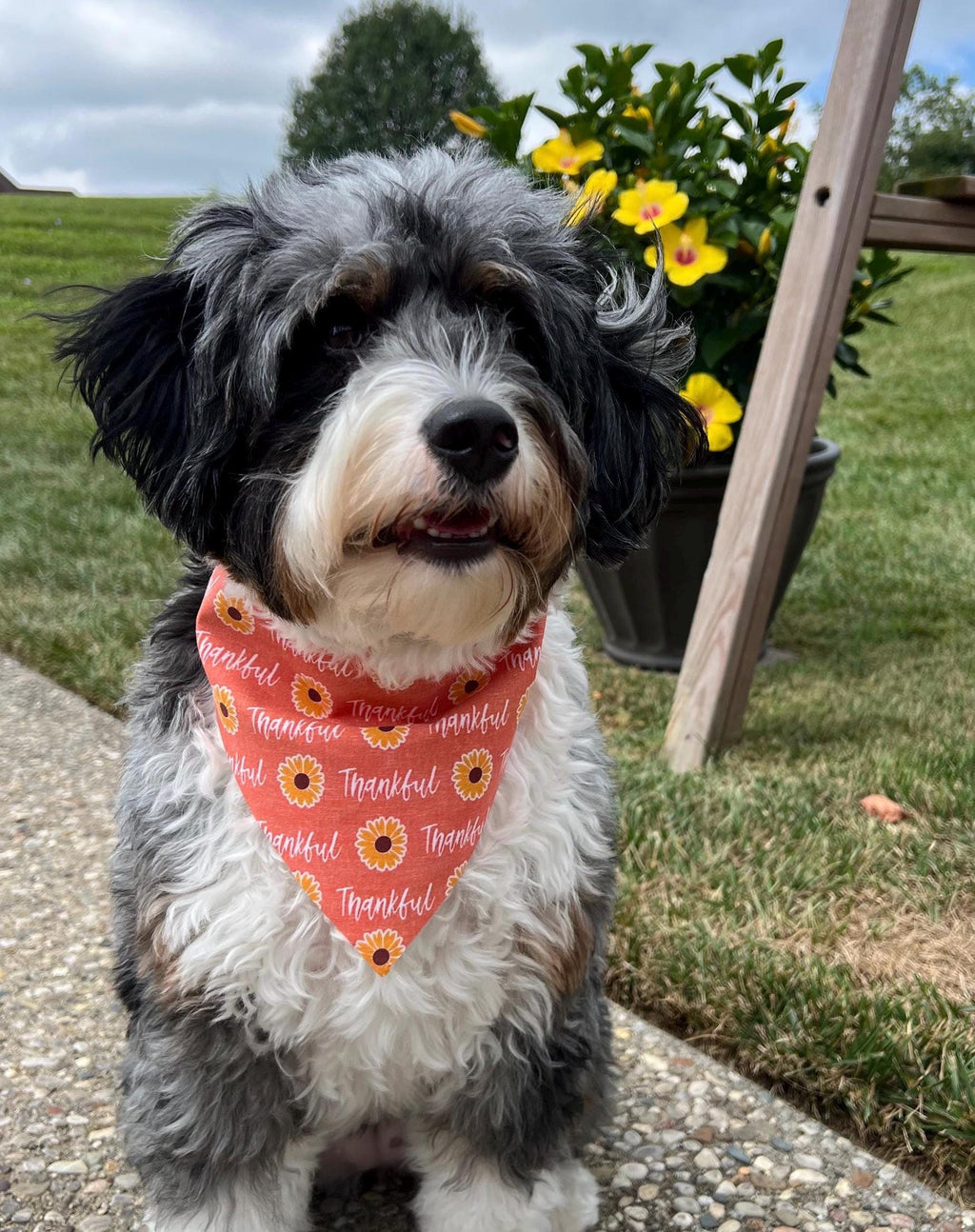 Thankful Dog Bandana: Reversible Scrunchie with Fall Pumpkins & Sunflowers