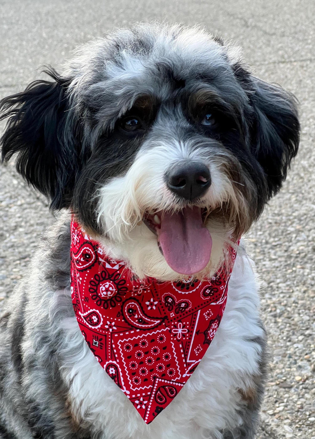 Patriotic Dog Bandana: Red White Blue Paisley, Reversible, Scrunchie & Over the Collar