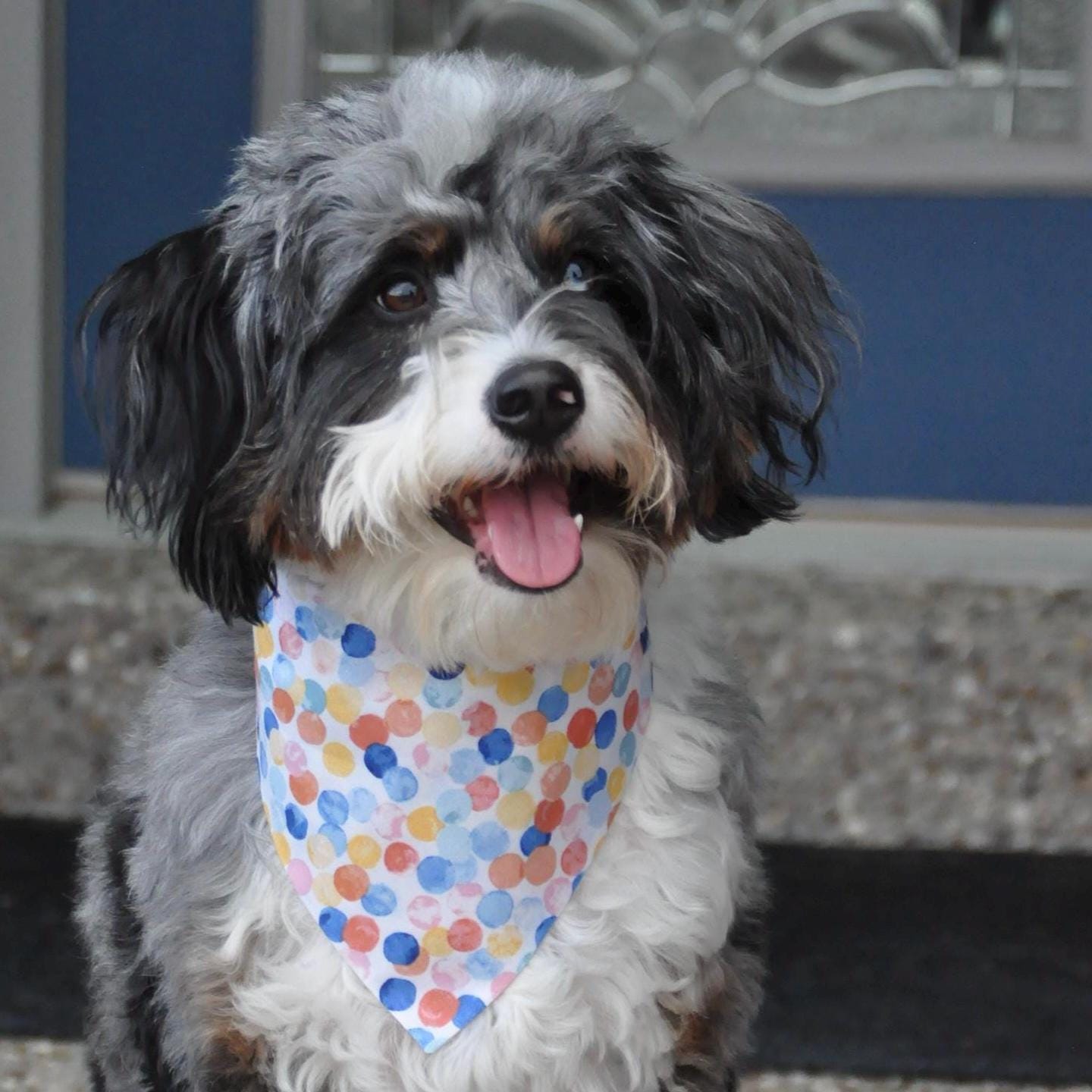 Birthday Confetti Dog Bandana: Over the Collar, Bow Tie & Scrunchie