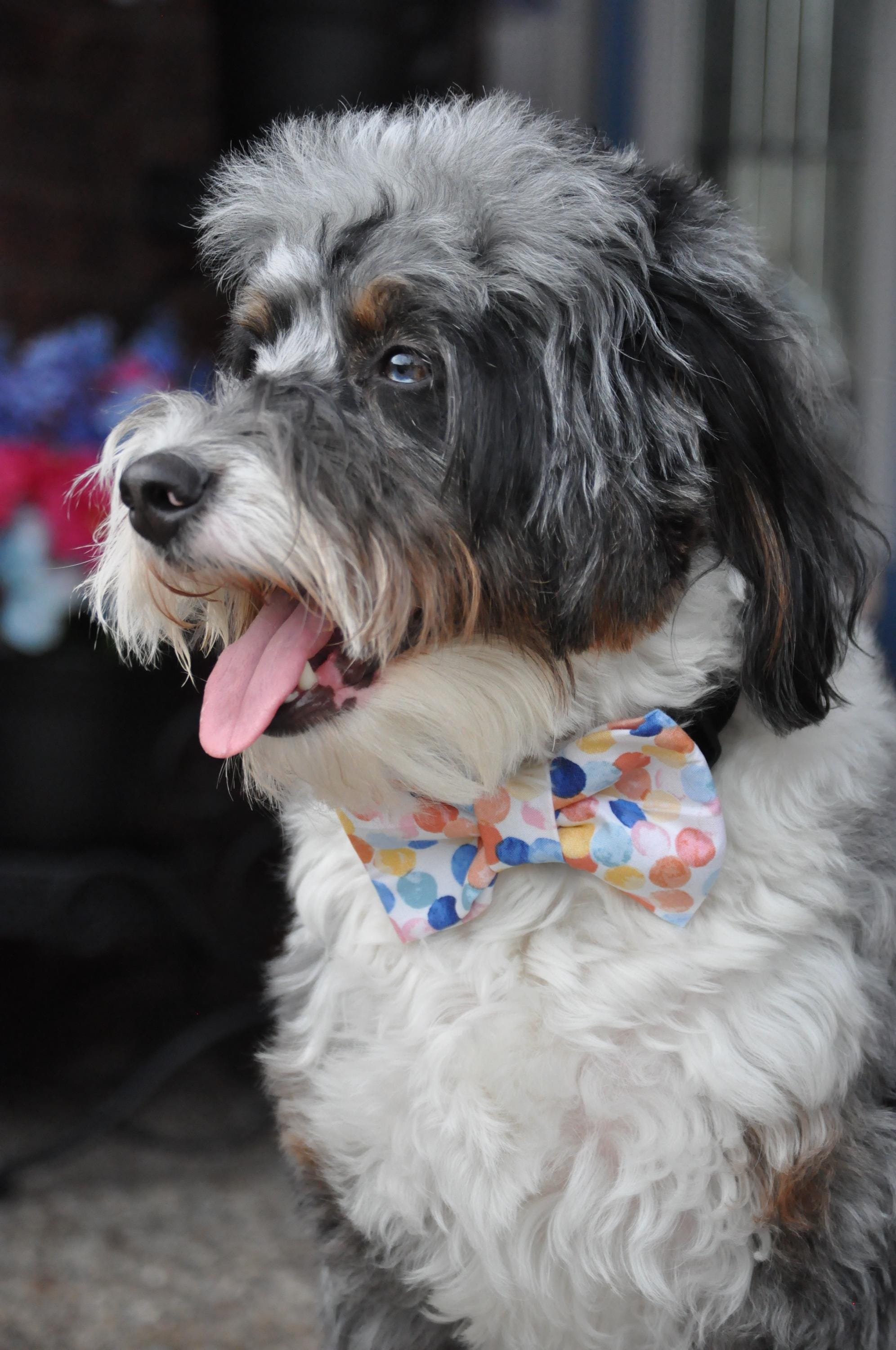 Birthday Confetti Dog Bandana: Over the Collar, Bow Tie & Scrunchie